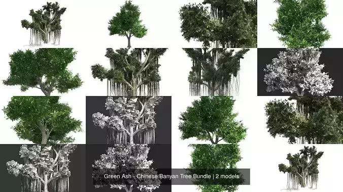 Green Ash - Chinese Banyan Tree Bundle 3D Model Collection