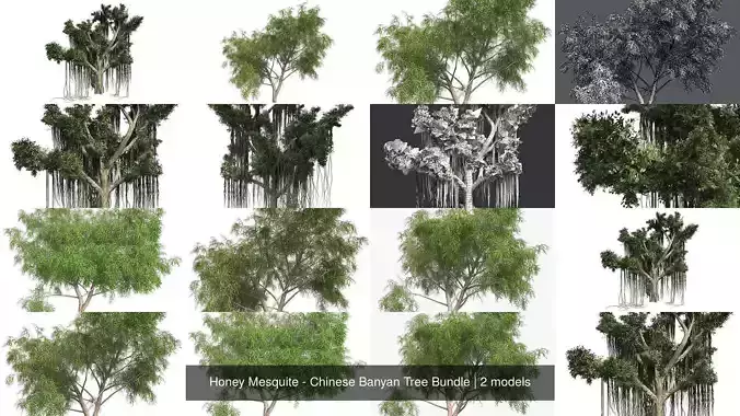 Honey Mesquite - Chinese Banyan Tree Bundle 3D Model Collection
