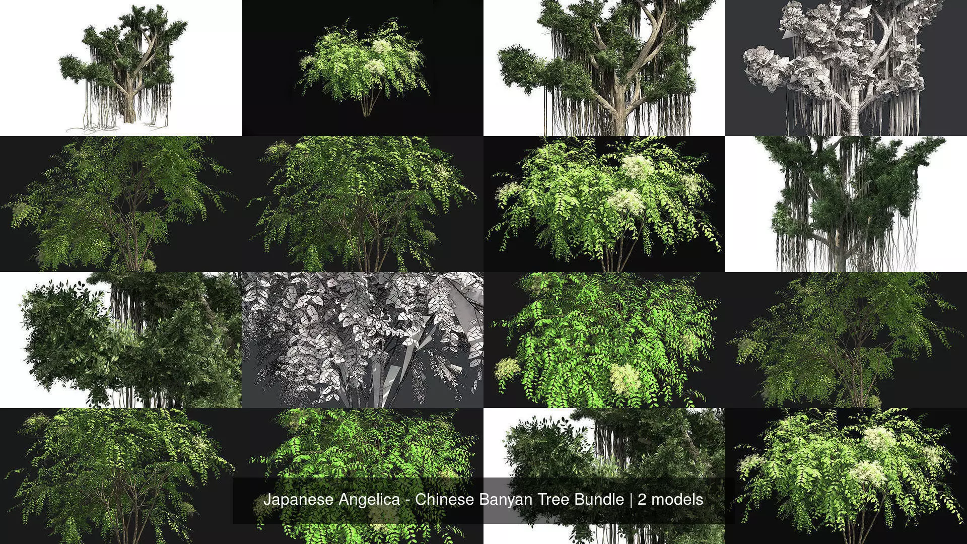 Japanese Angelica - Chinese Banyan Tree Bundle 3D Model Collection_0