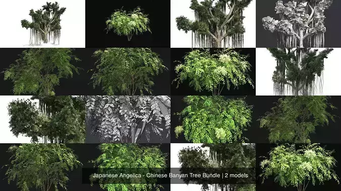 Japanese Angelica - Chinese Banyan Tree Bundle 3D Model Collection