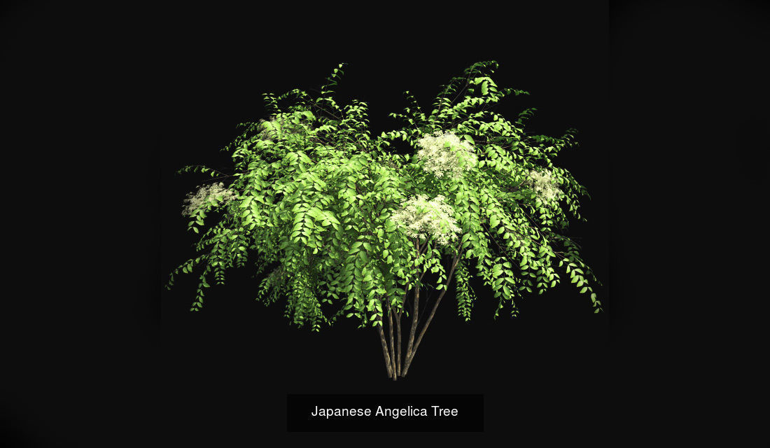 Japanese Angelica - Chinese Banyan Tree Bundle 3D Model Collection_2