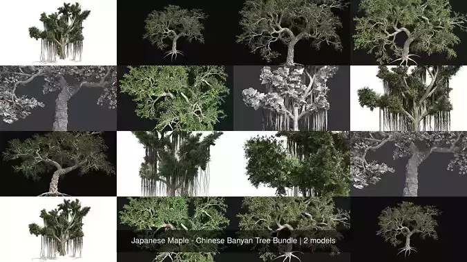 Japanese Maple - Chinese Banyan Tree Bundle 3D Model Collection