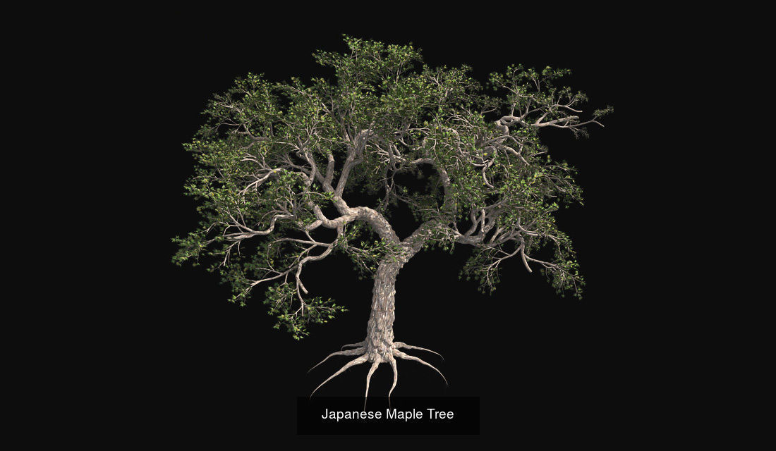 Japanese Maple - Chinese Banyan Tree Bundle 3D Model Collection_1