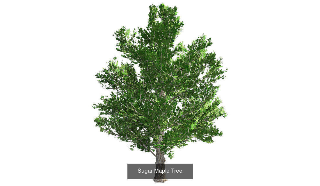 Sugar Maple - Chinese Banyan Tree Bundle 3D Model Collection_2