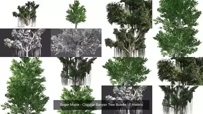 Sugar Maple - Chinese Banyan Tree Bundle 3D Model Collection