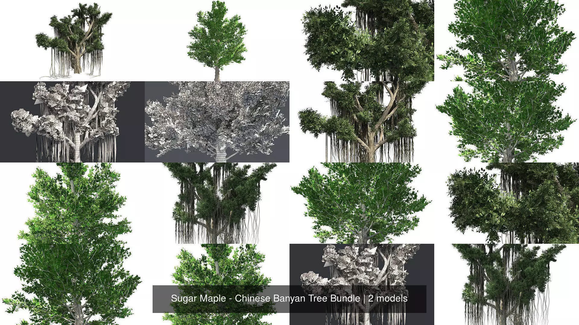 Sugar Maple - Chinese Banyan Tree Bundle 3D Model Collection_0