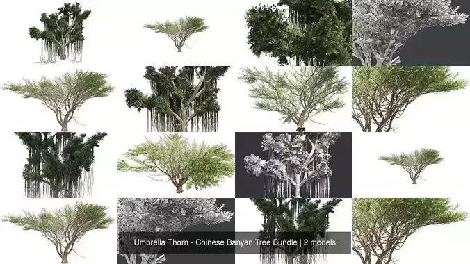 Umbrella Thorn - Chinese Banyan Tree Bundle 3D Model Collection