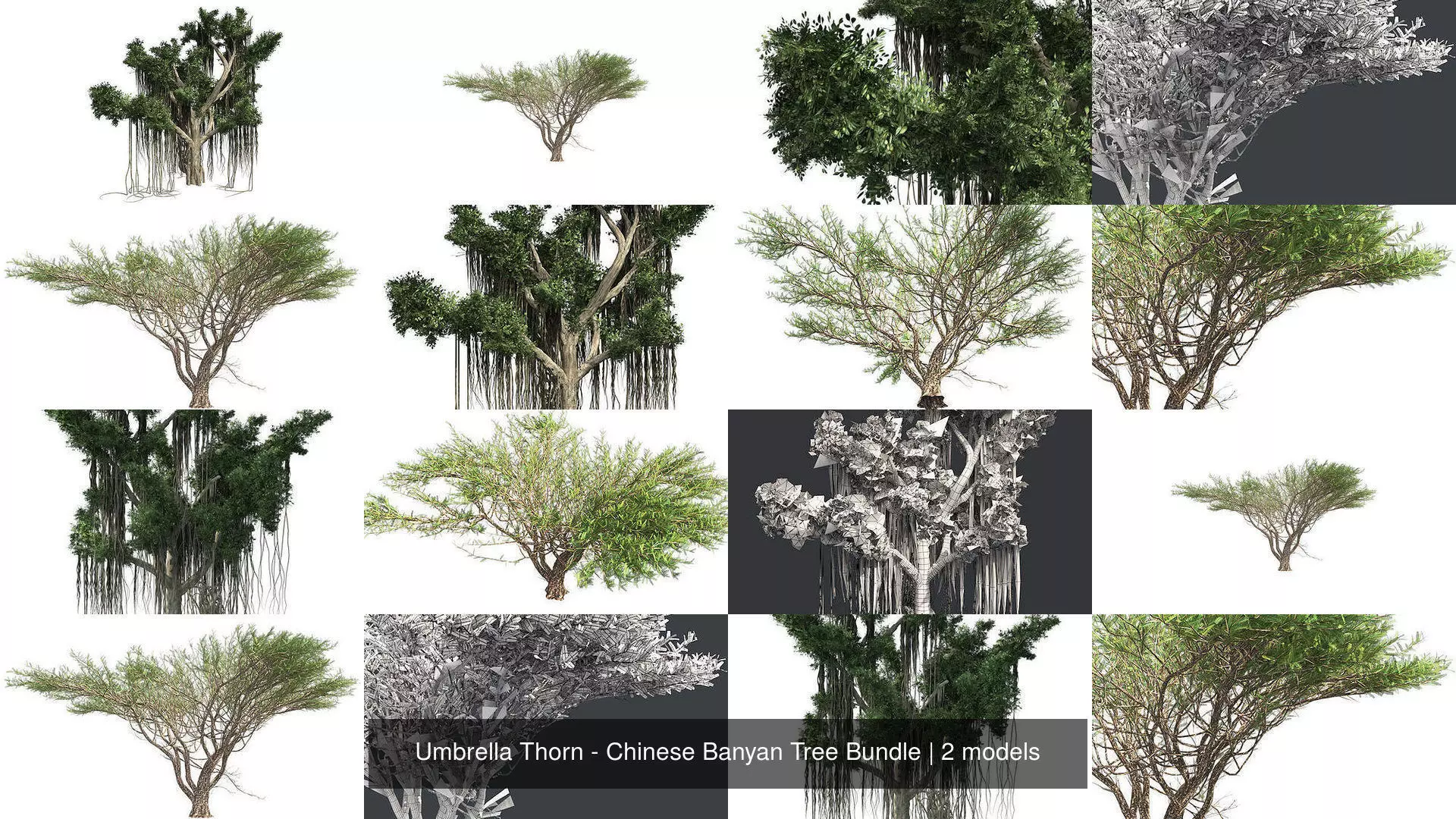 Umbrella Thorn - Chinese Banyan Tree Bundle 3D Model Collection_0