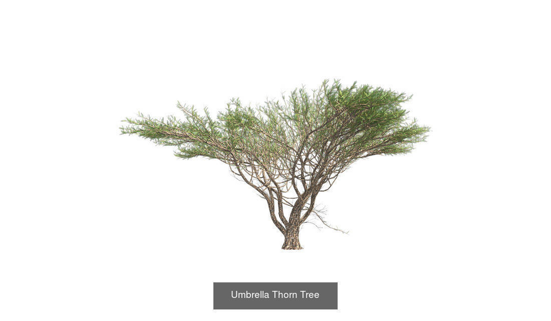 Umbrella Thorn - Chinese Banyan Tree Bundle 3D Model Collection_1