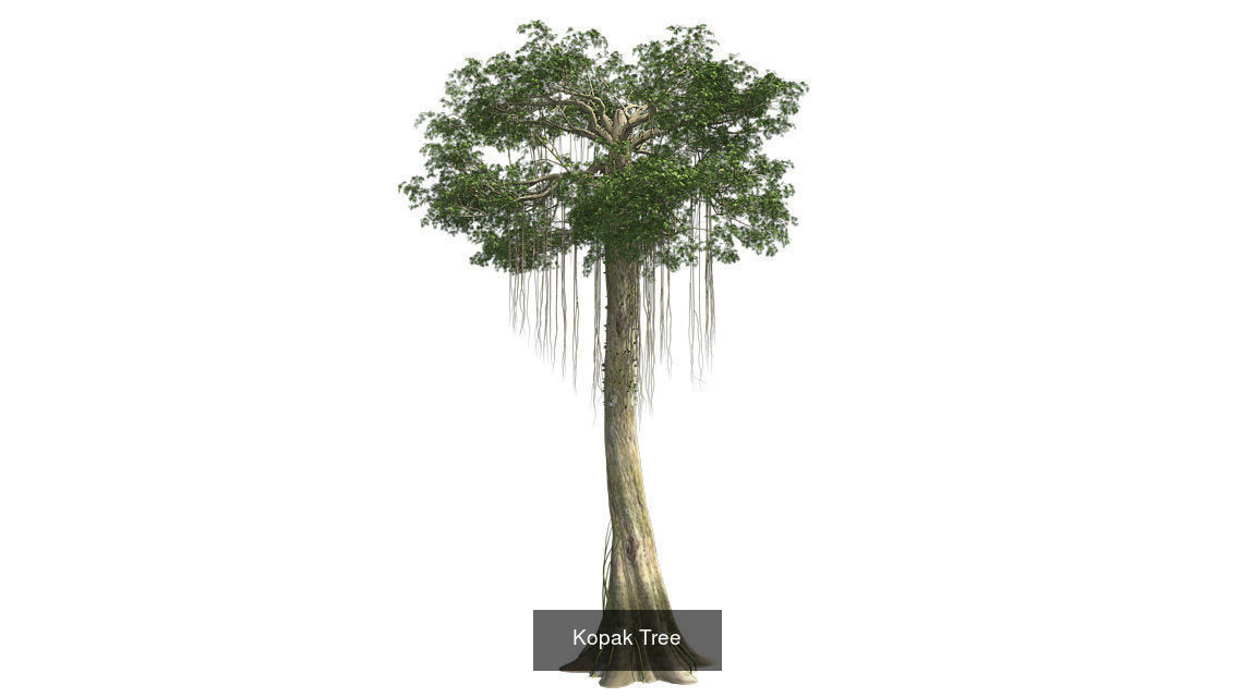 Kopak - Chinese Banyan Tree Bundle 3D Model Collection_2