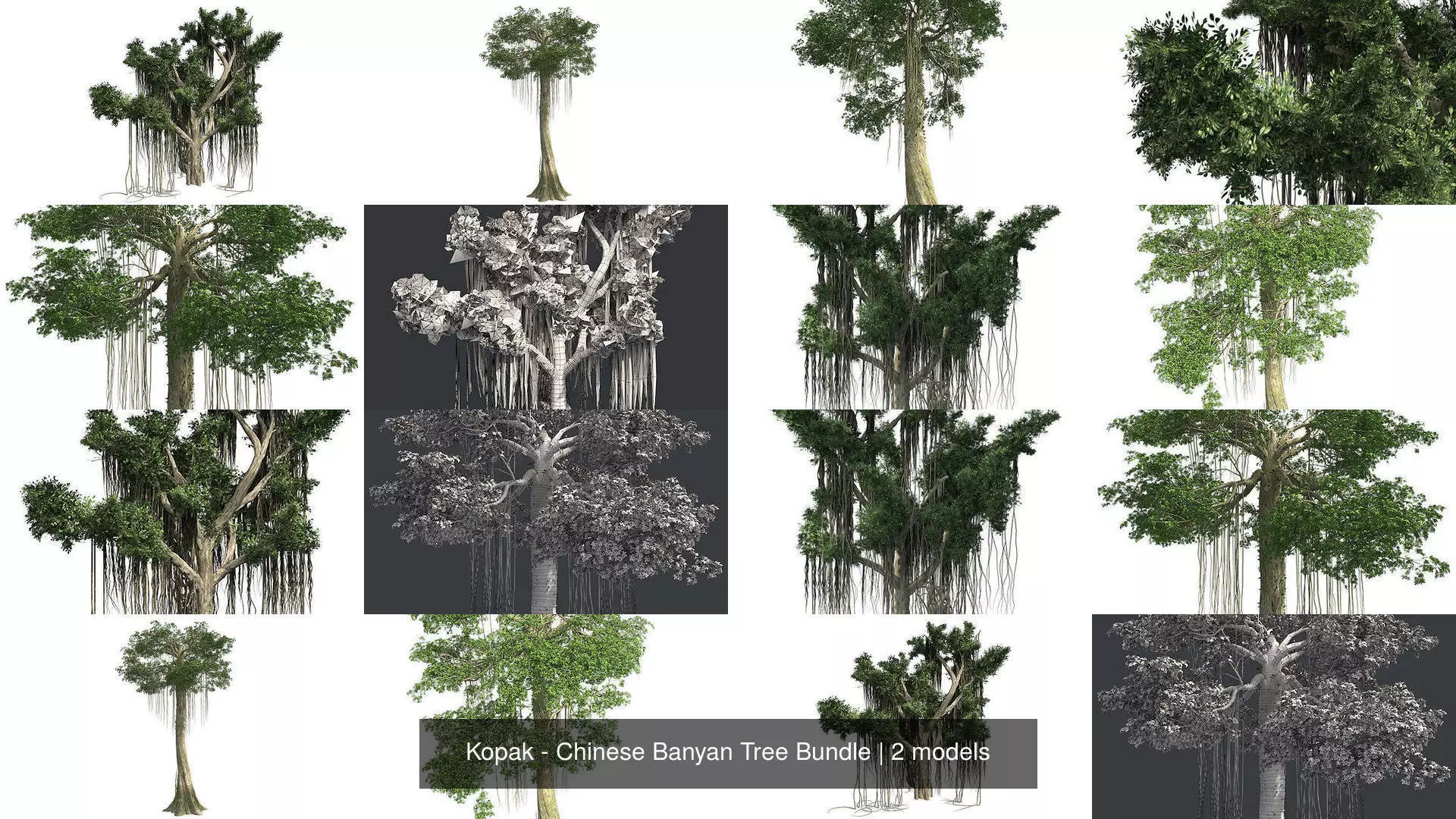 Kopak - Chinese Banyan Tree Bundle 3D Model Collection_0