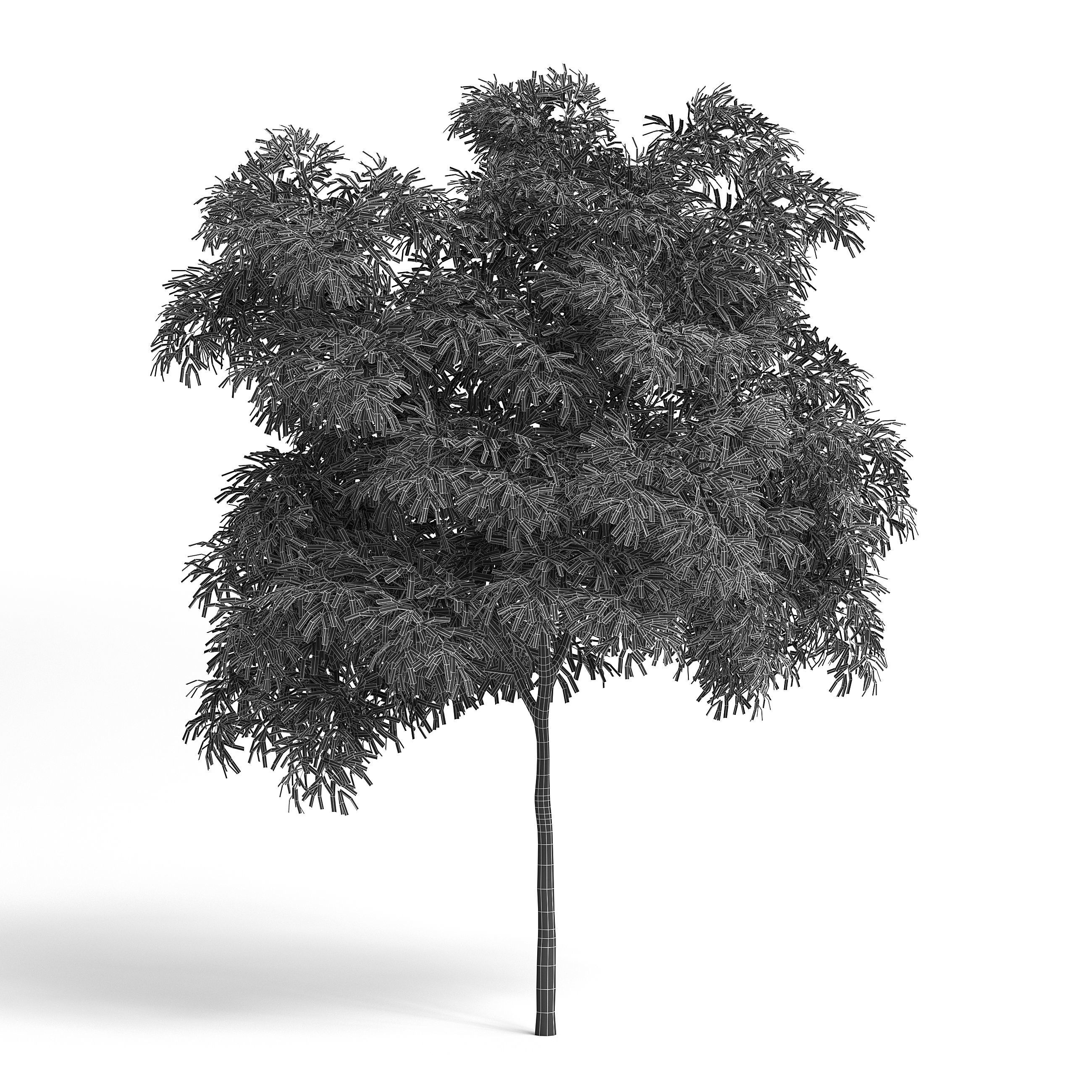 Olive Tree I 3D model_4