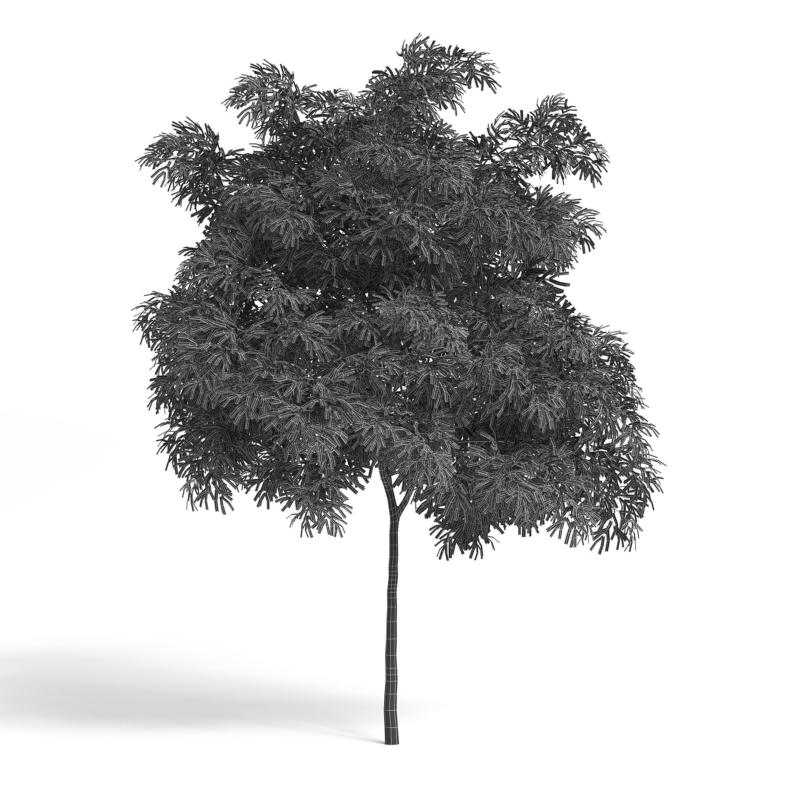 Olive Tree I 3D model_5