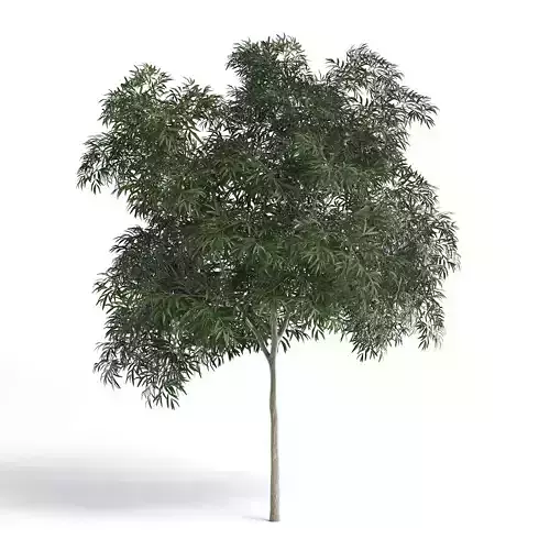 Olive Tree I