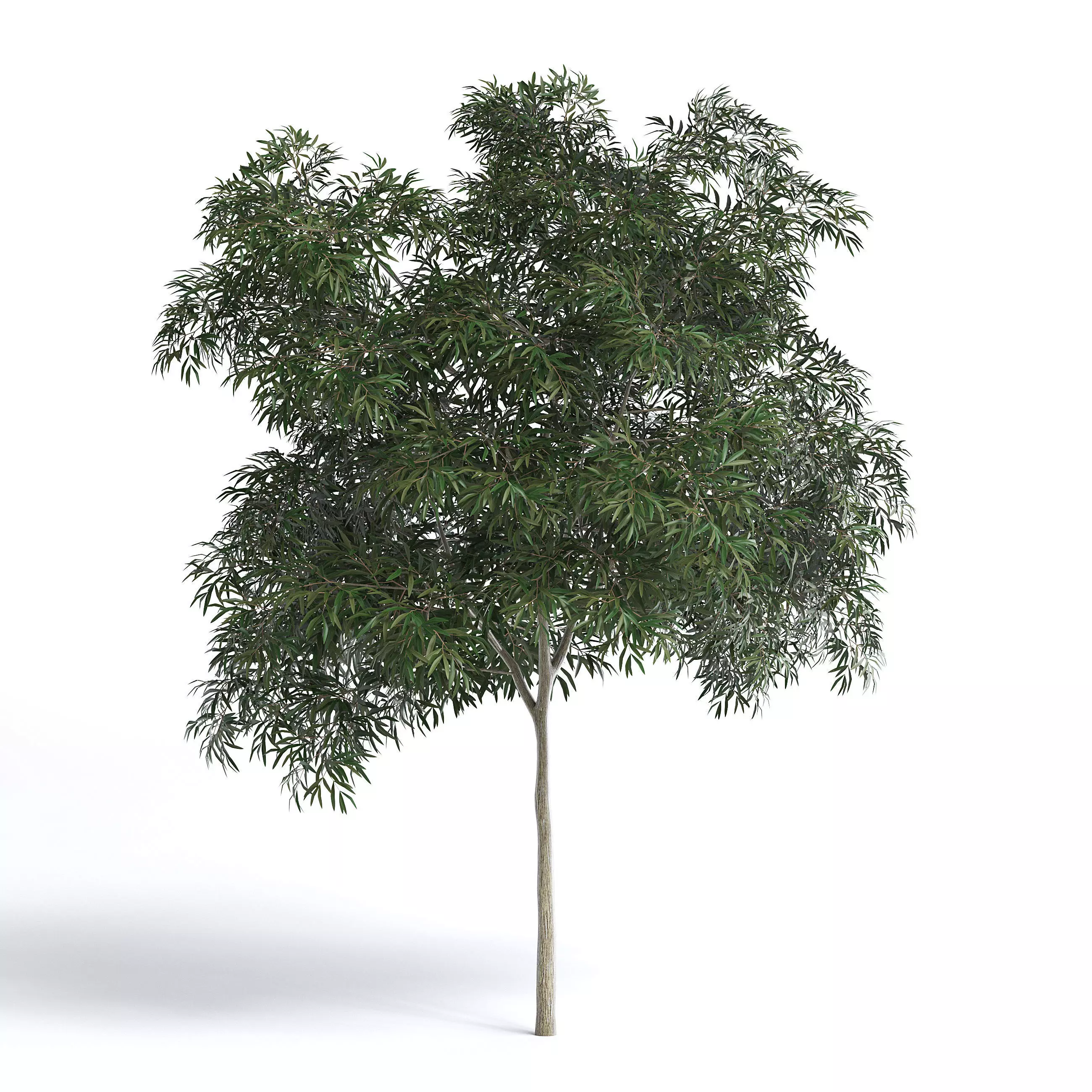 Olive Tree I 3D model_0