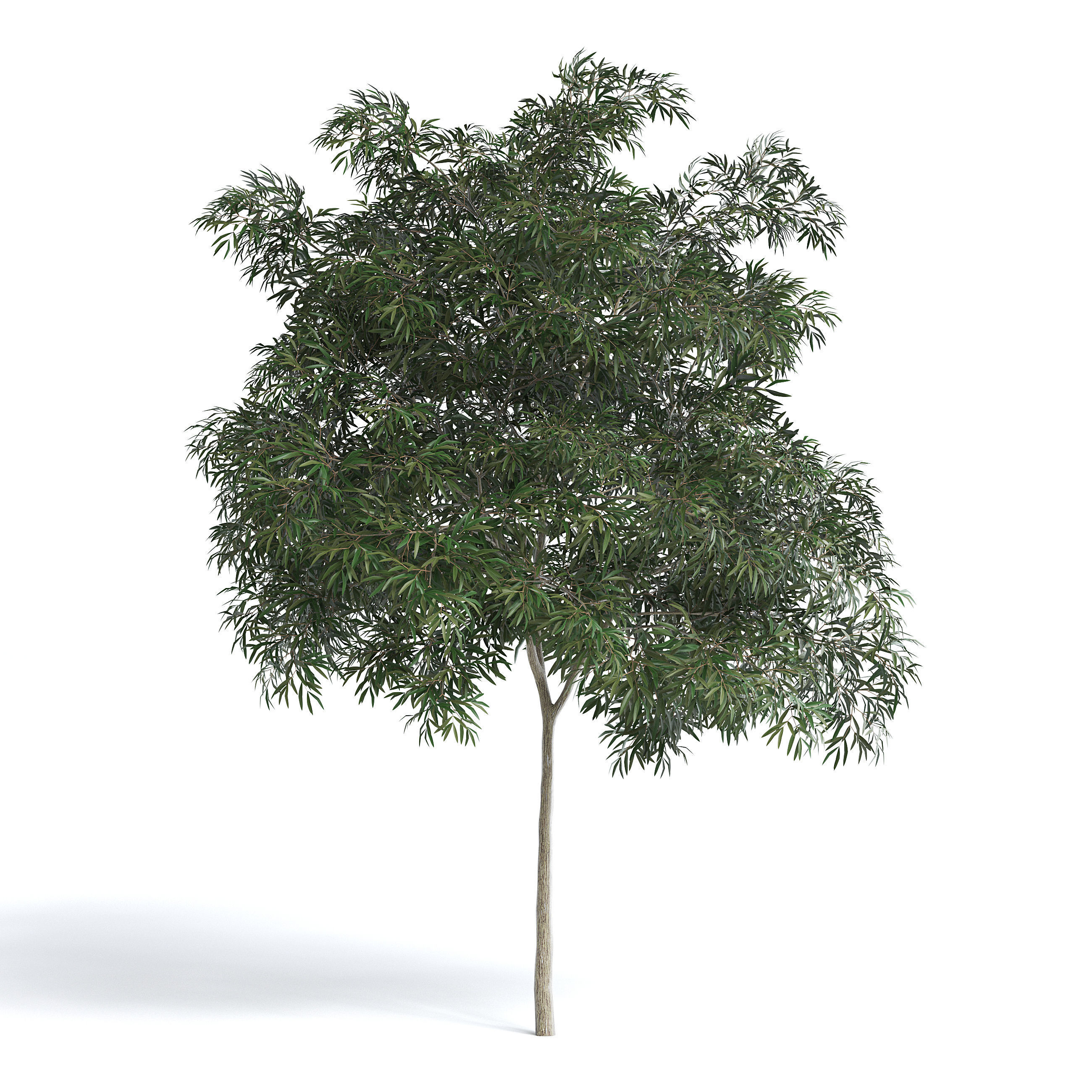 Olive Tree I 3D model_1