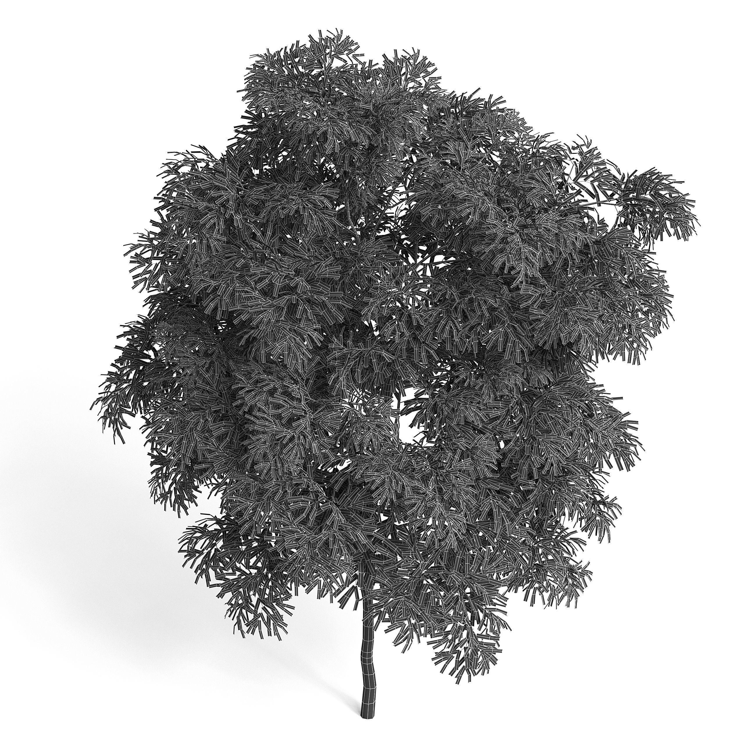 Olive Tree I 3D model_6