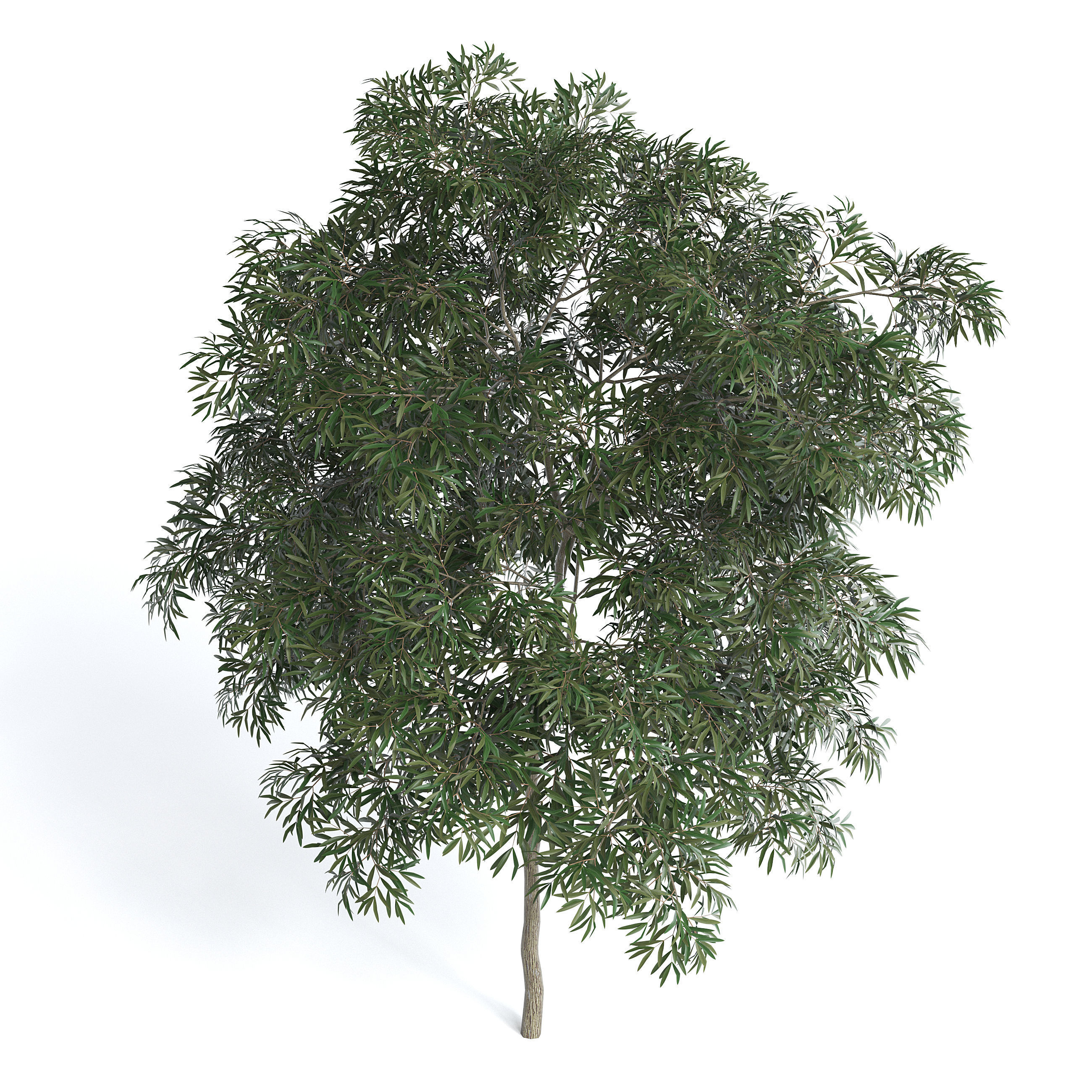 Olive Tree I 3D model_2