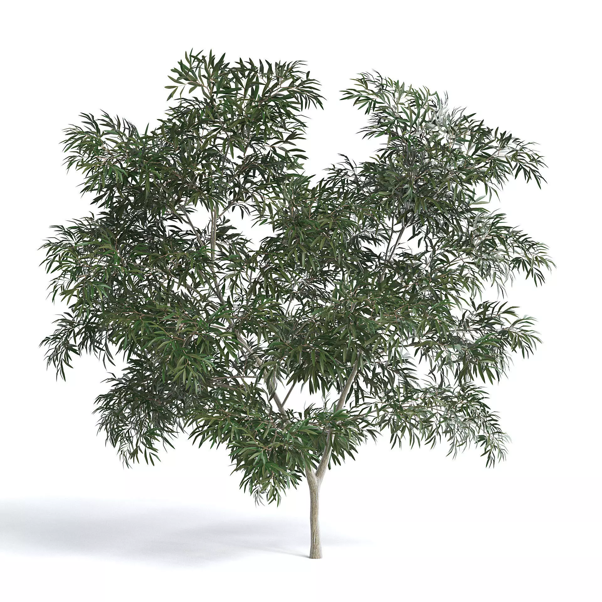 Olive Tree III 3D model_0