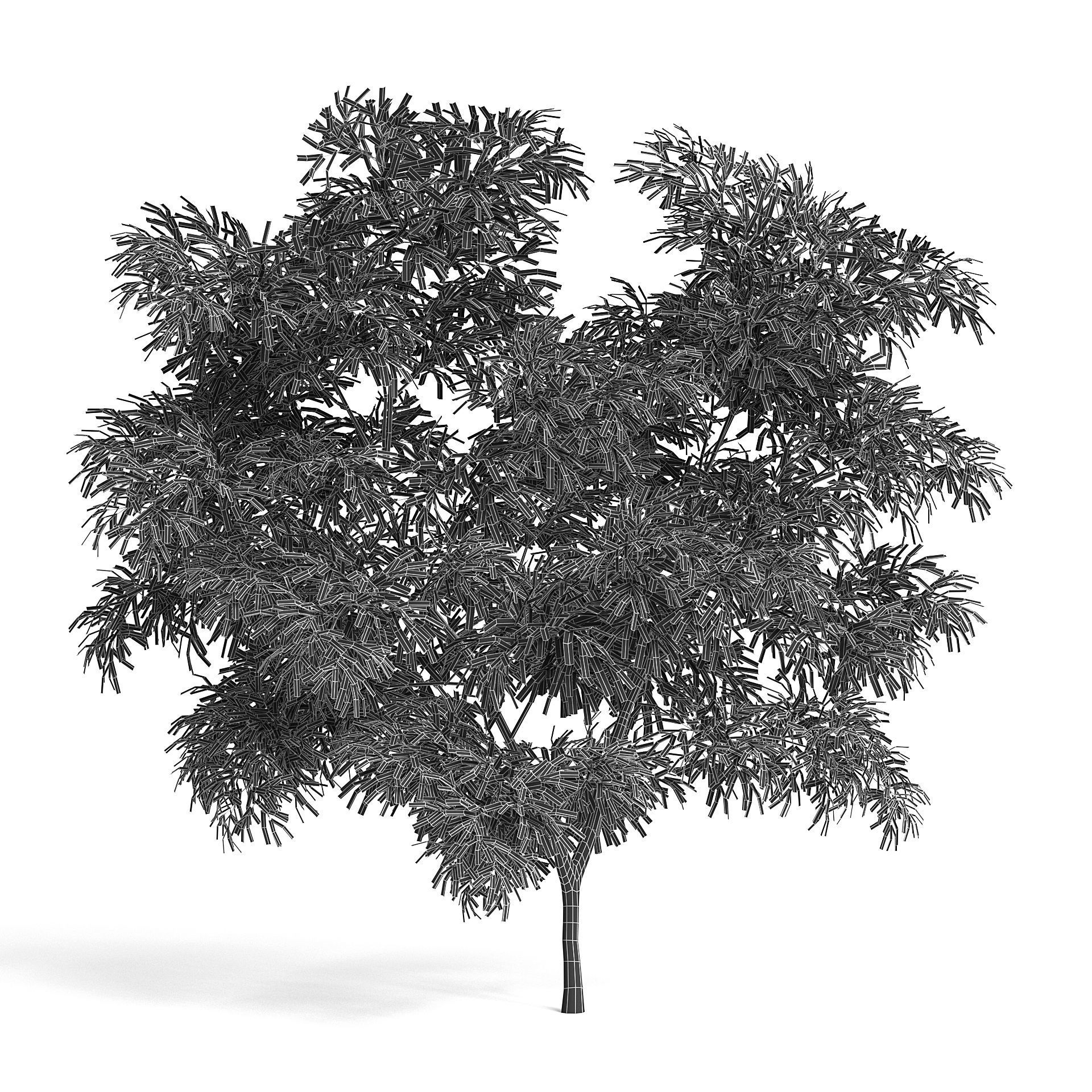 Olive Tree III 3D model_4