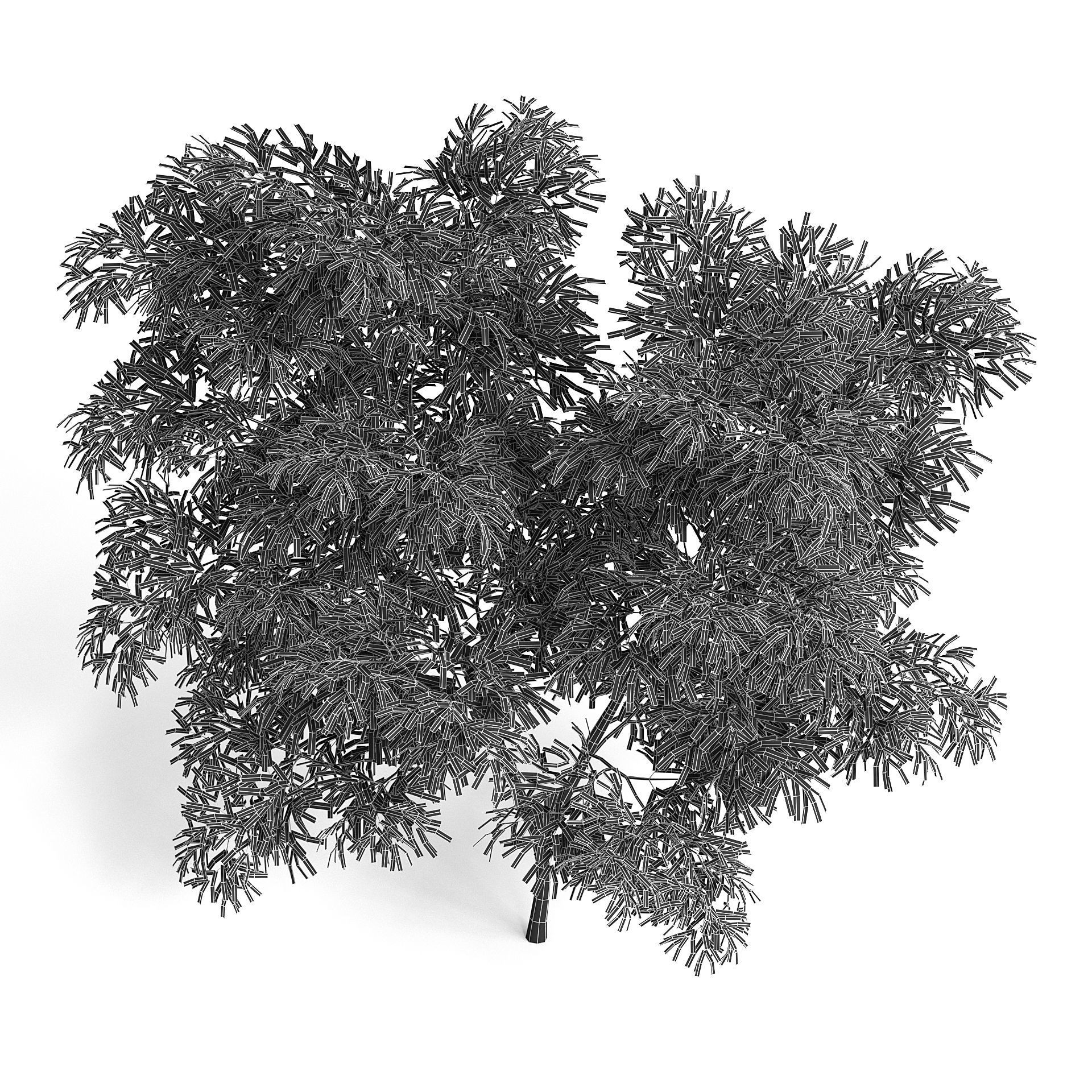 Olive Tree III 3D model_6