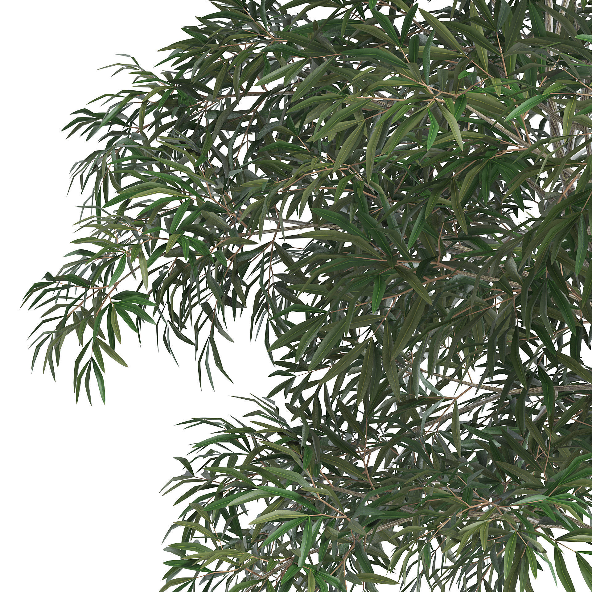 Olive Tree III 3D model_3