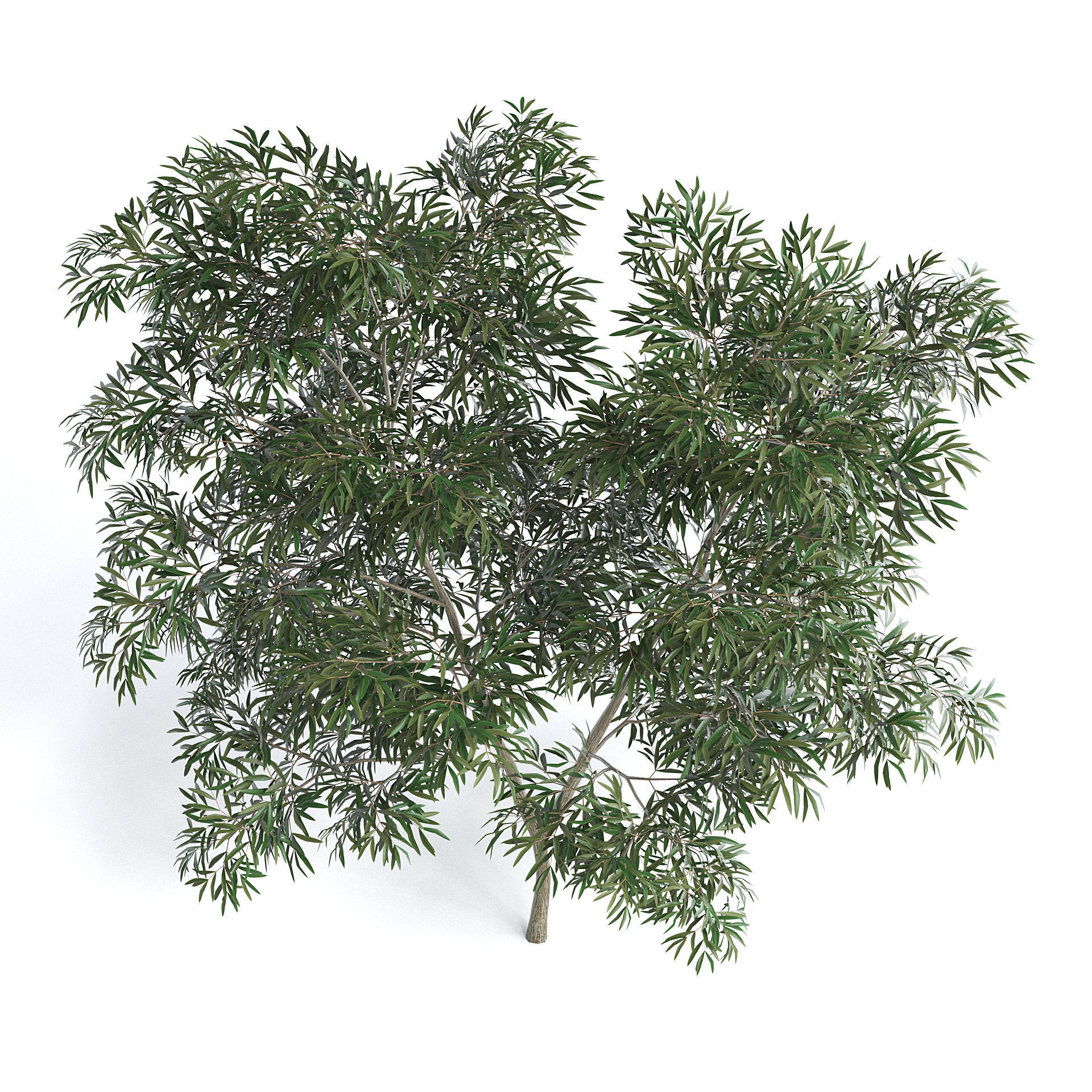 Olive Tree III 3D model_2