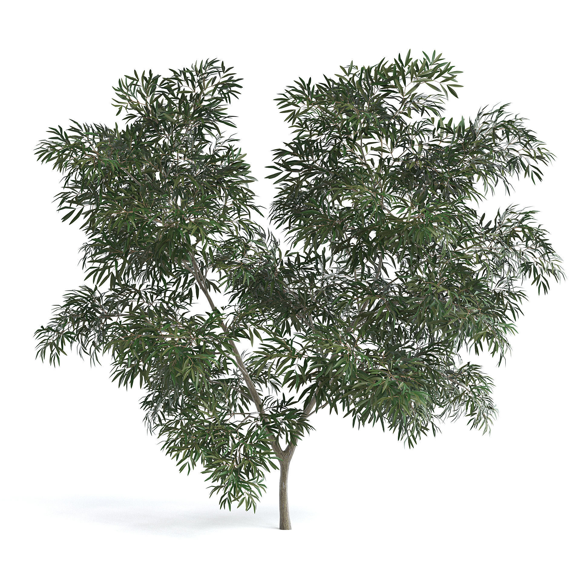 Olive Tree III 3D model_1