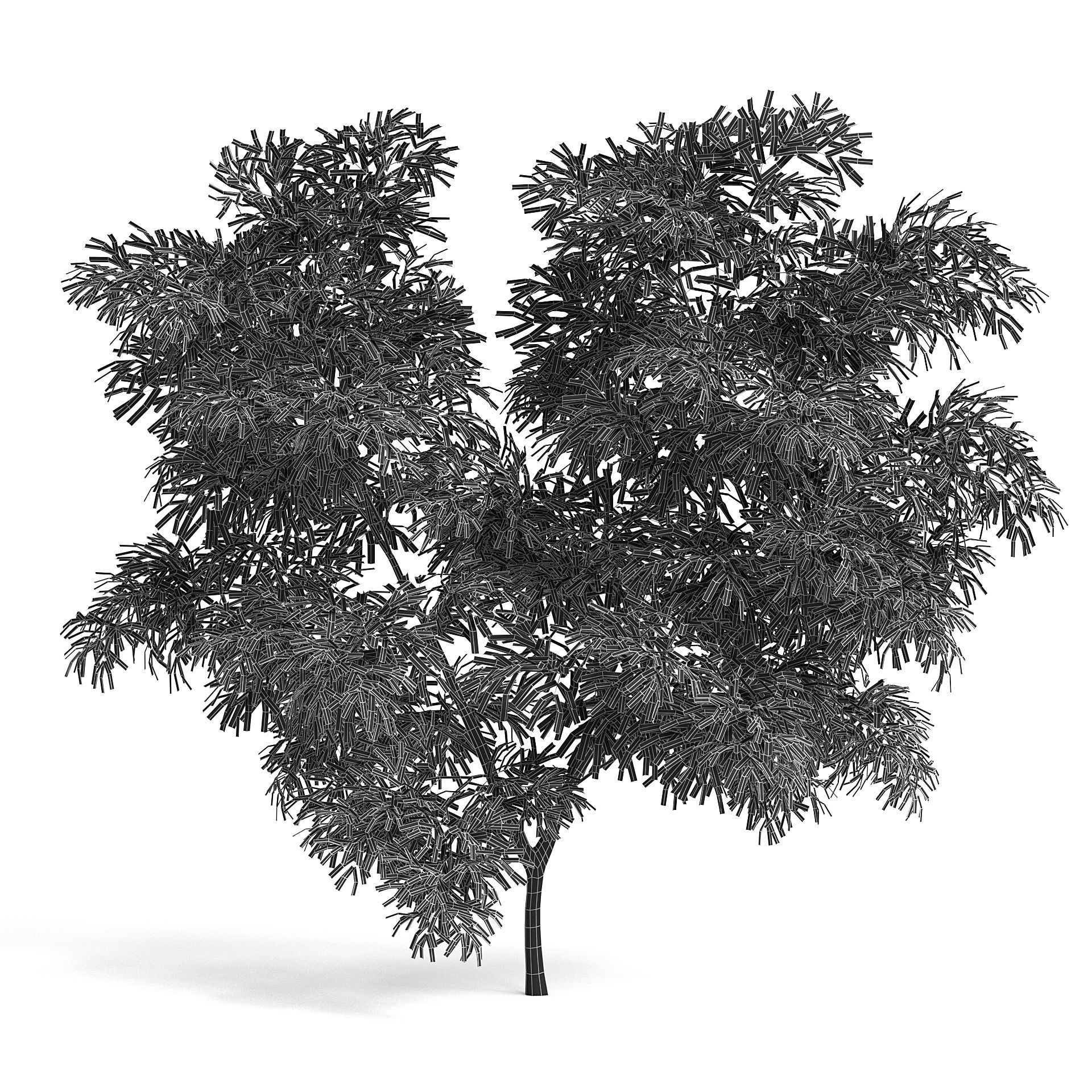 Olive Tree III 3D model_5