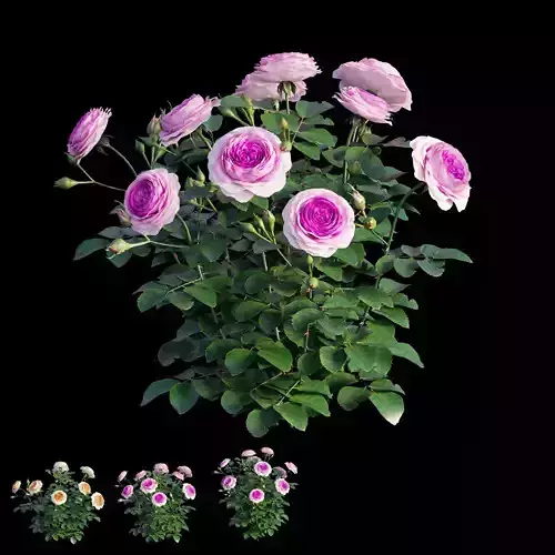 Queen Of Sweden Rose 