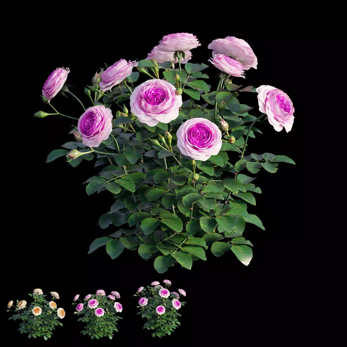 Queen Of Sweden Rose  3D model_0