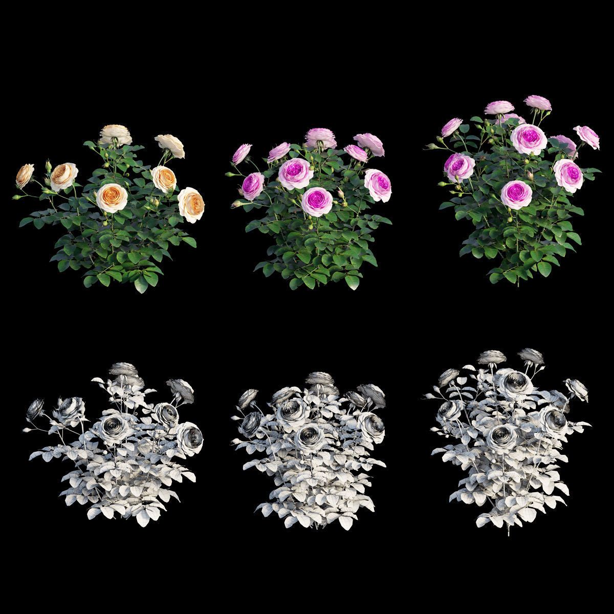 Queen Of Sweden Rose  3D model_3