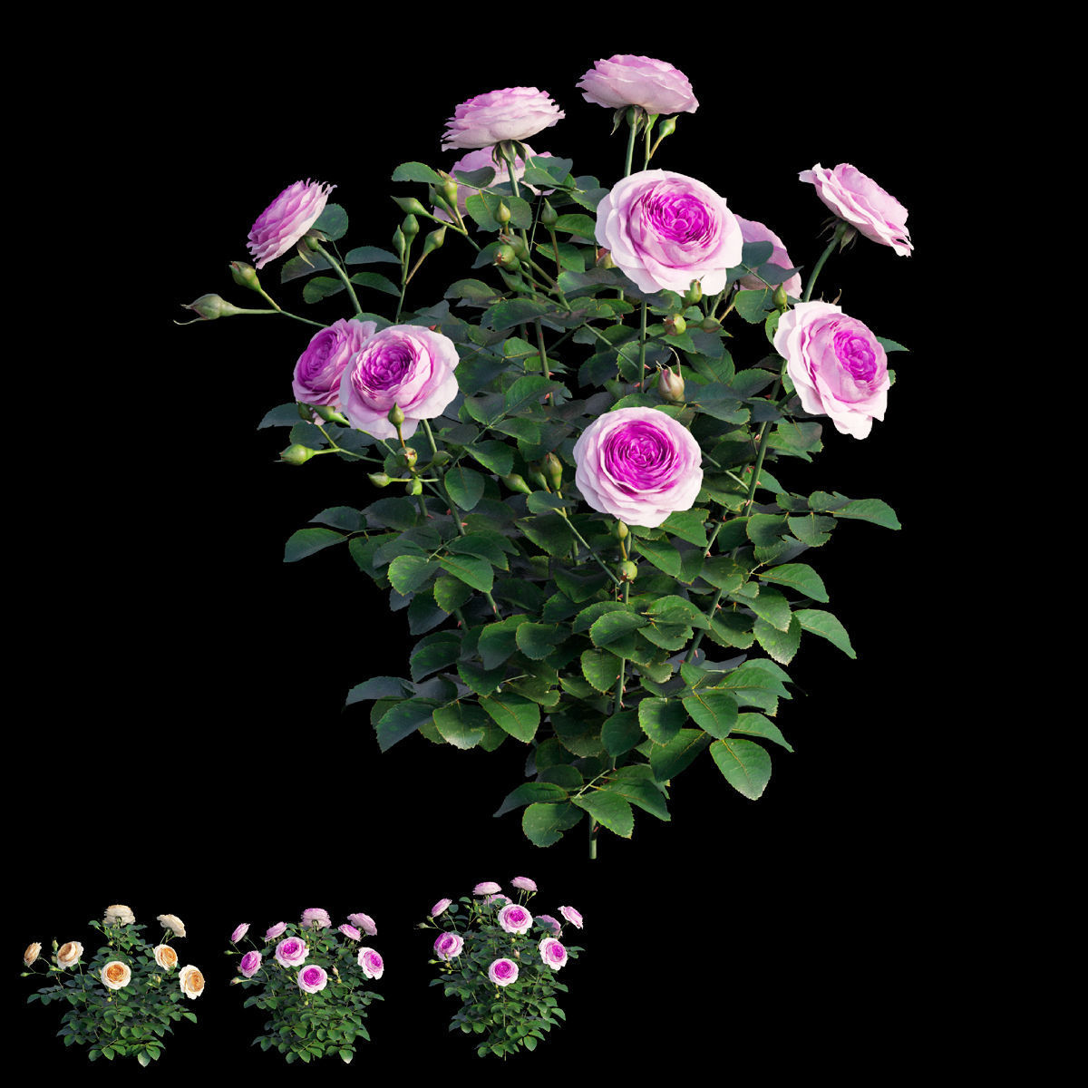 Queen Of Sweden Rose  3D model_4