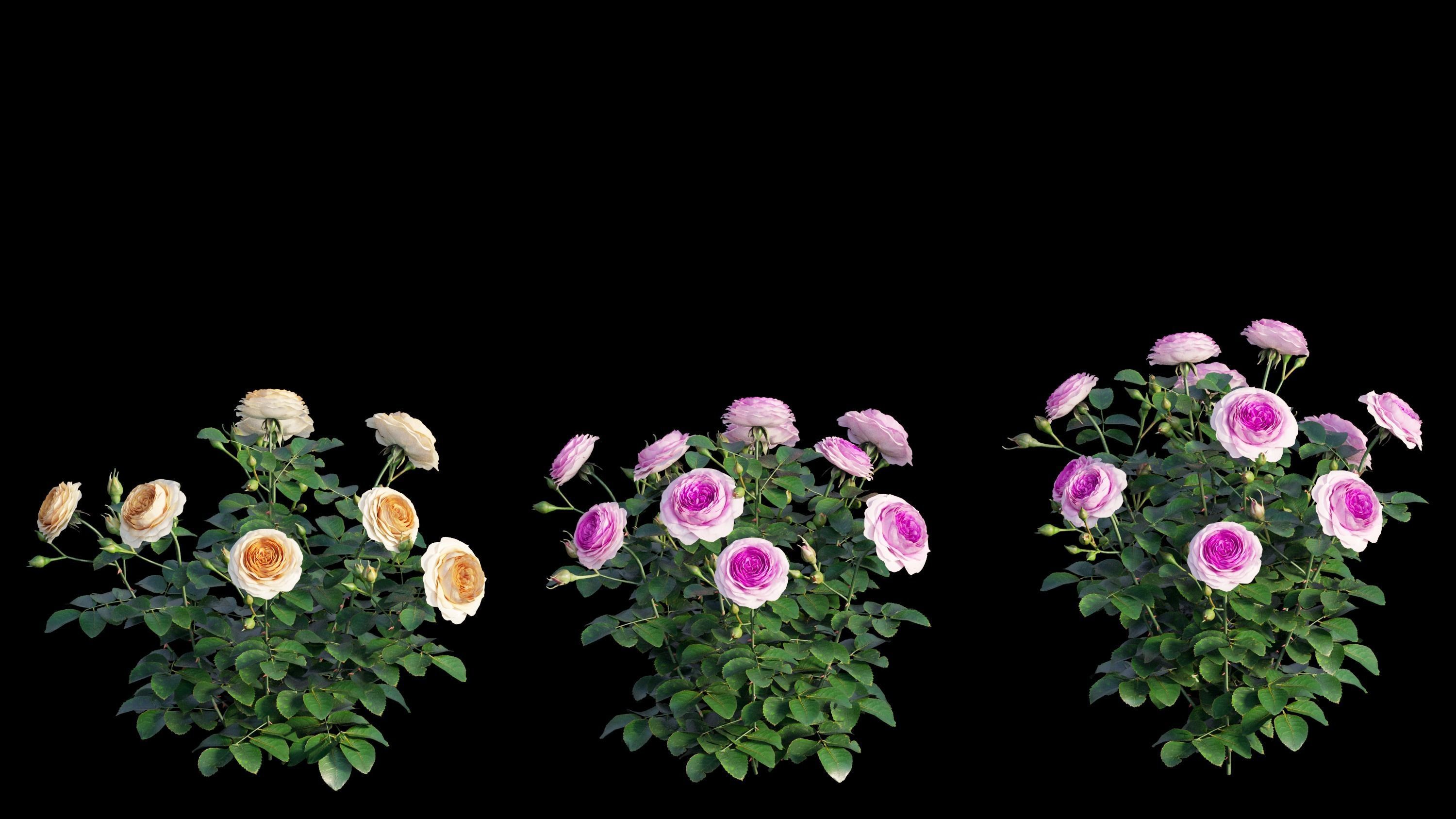 Queen Of Sweden Rose  3D model_8