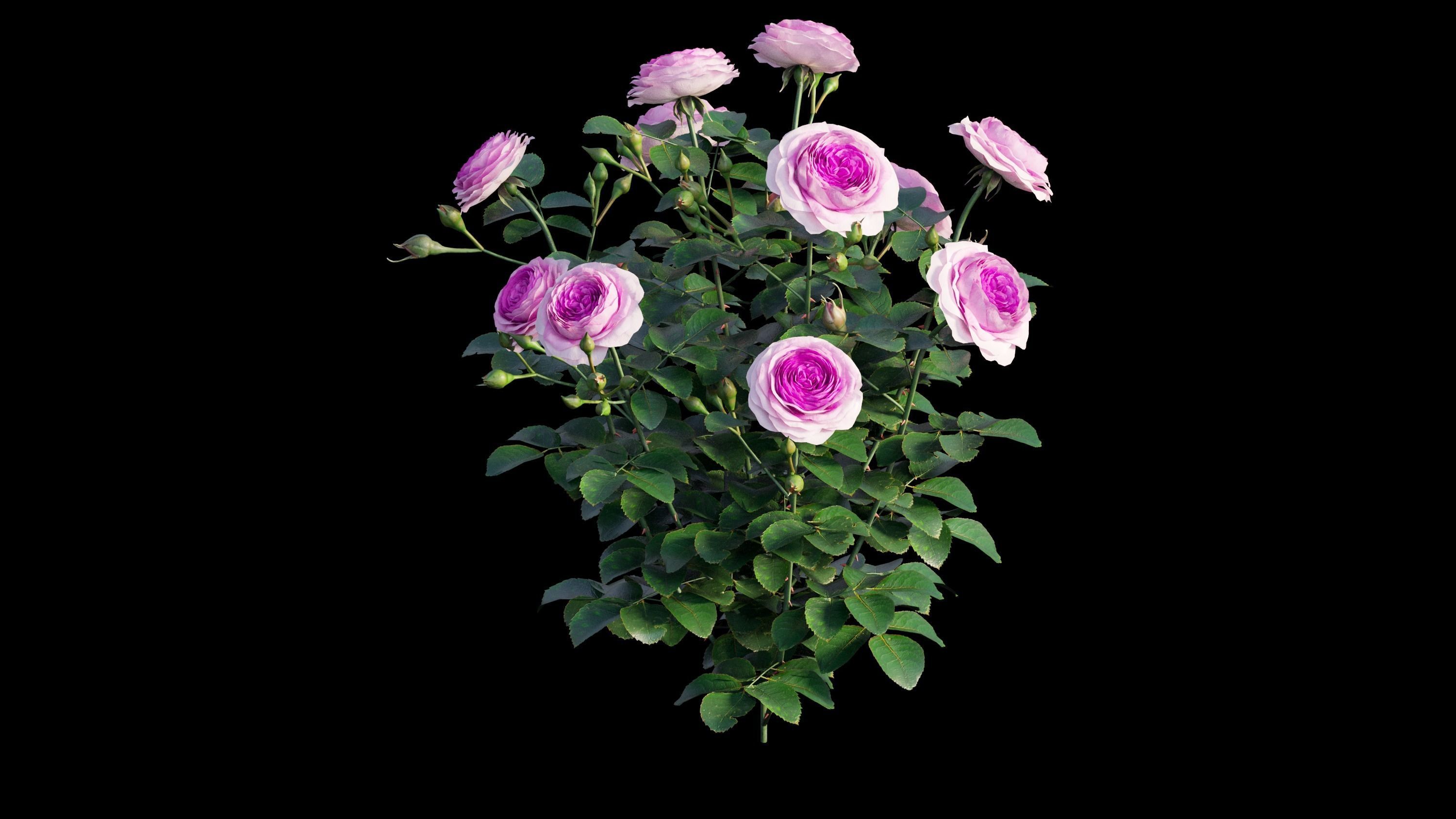 Queen Of Sweden Rose  3D model_11