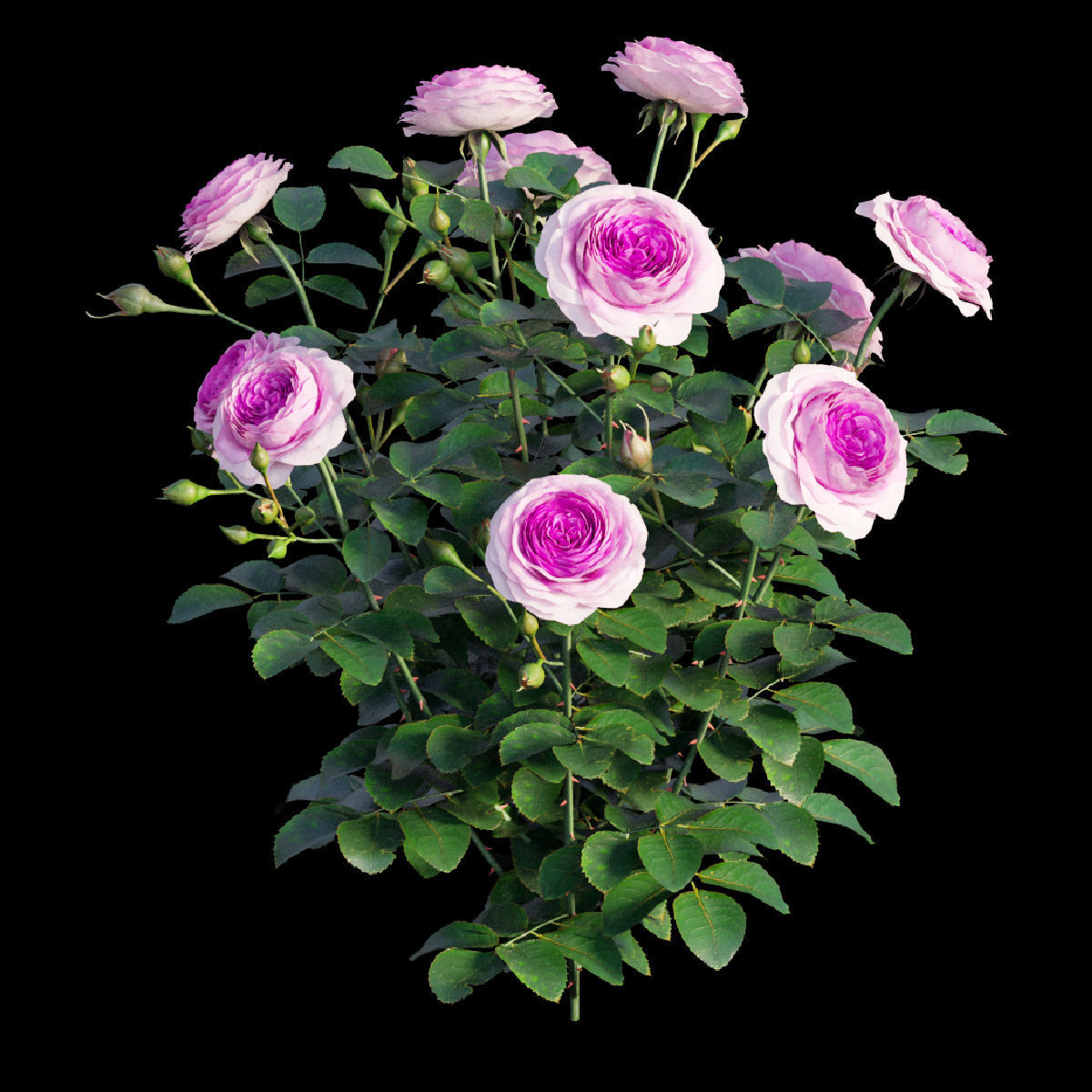 Queen Of Sweden Rose  3D model_5