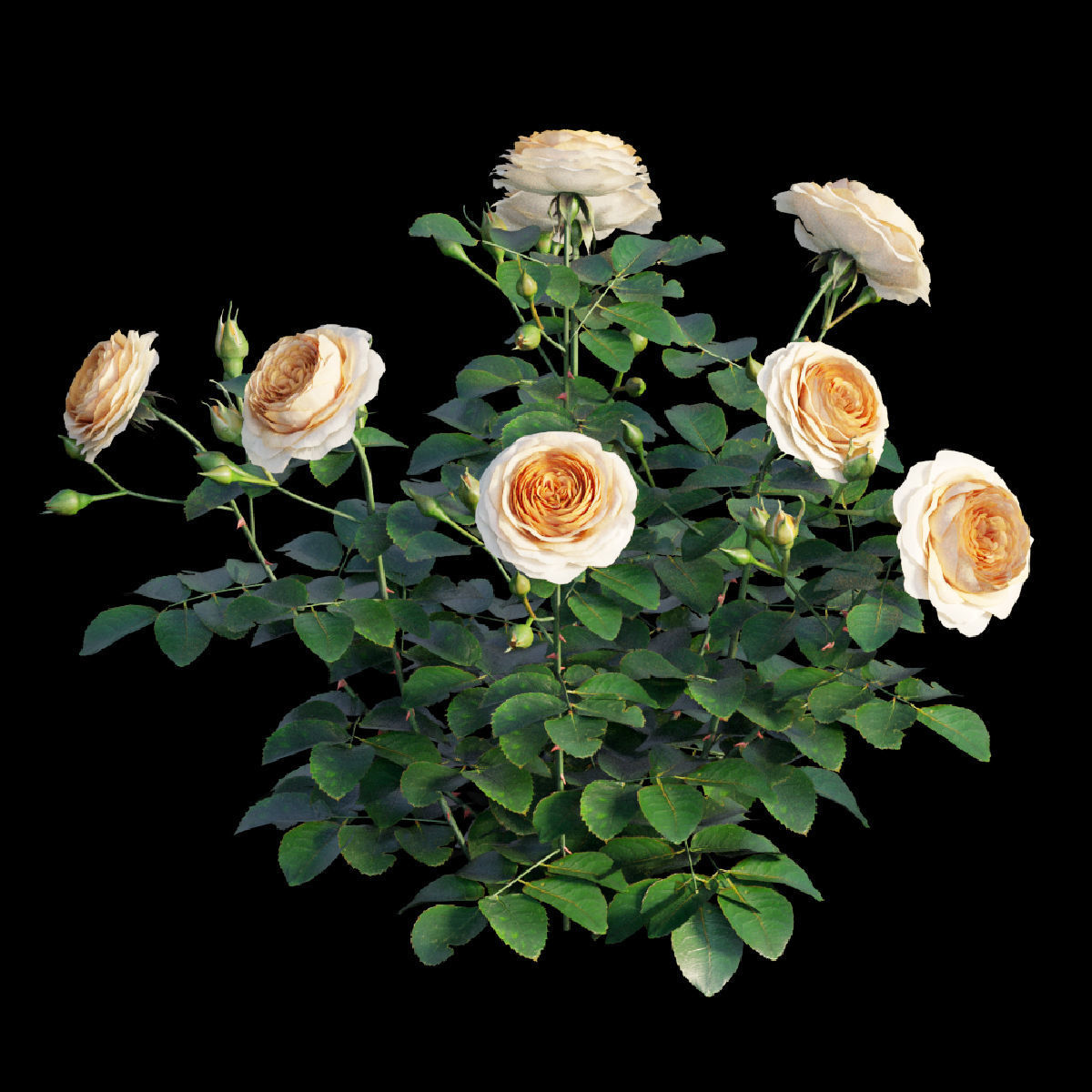 Queen Of Sweden Rose  3D model_2