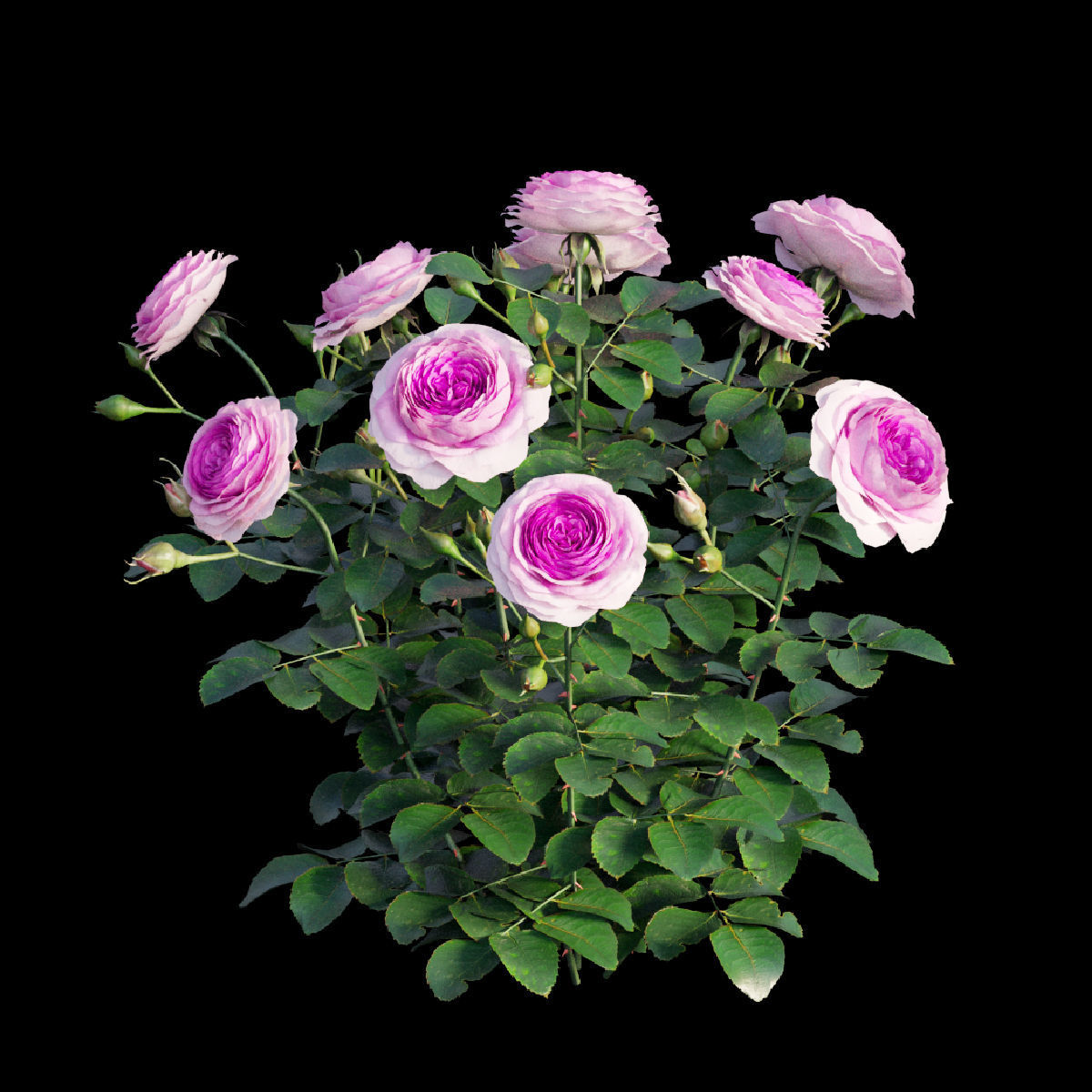 Queen Of Sweden Rose  3D model_6