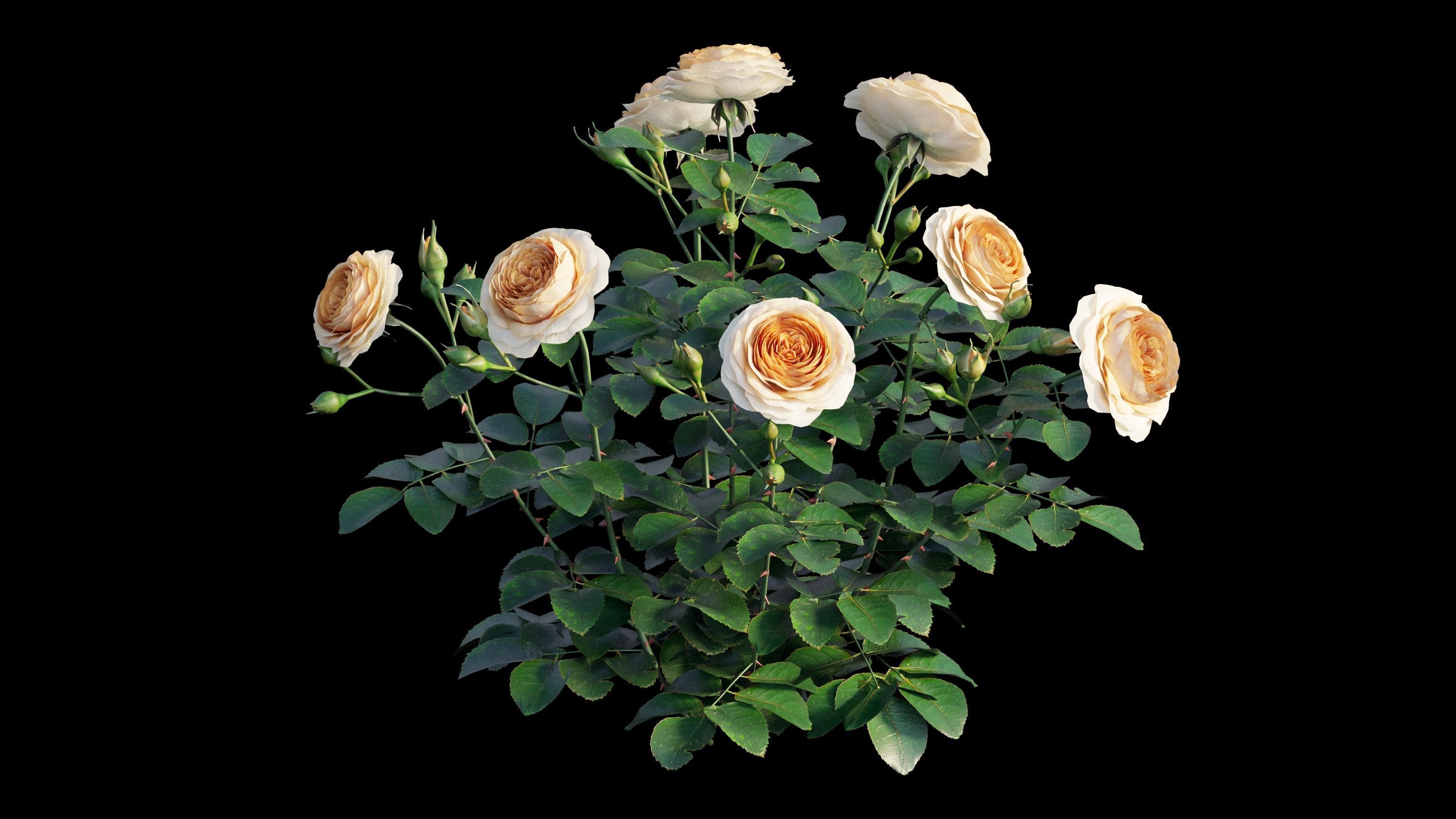 Queen Of Sweden Rose  3D model_7