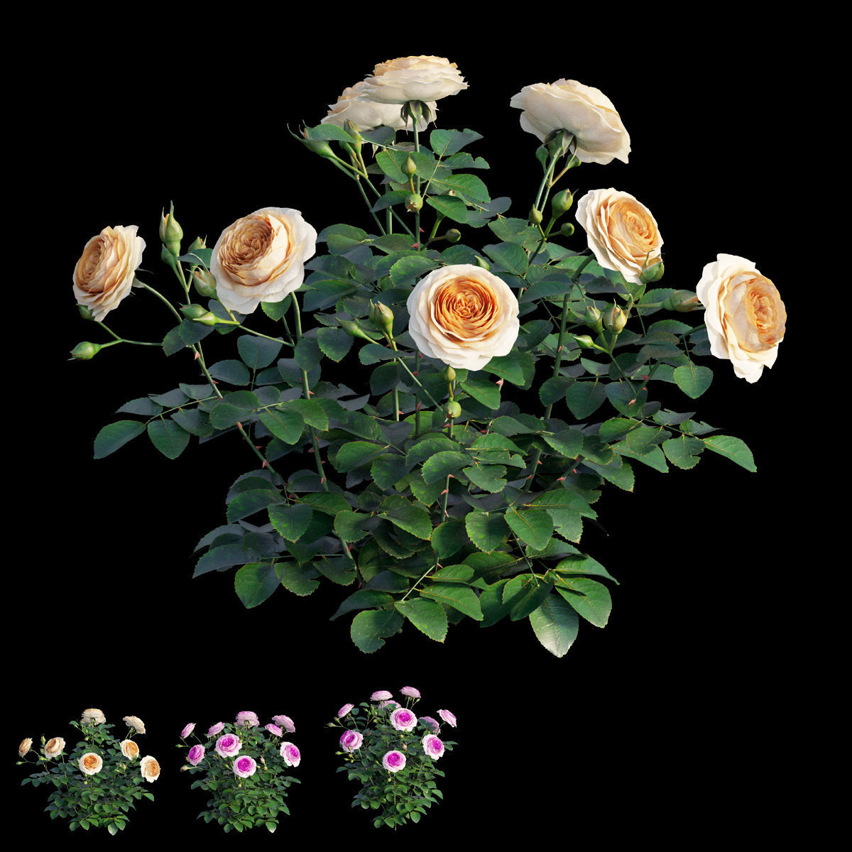 Queen Of Sweden Rose  3D model_1