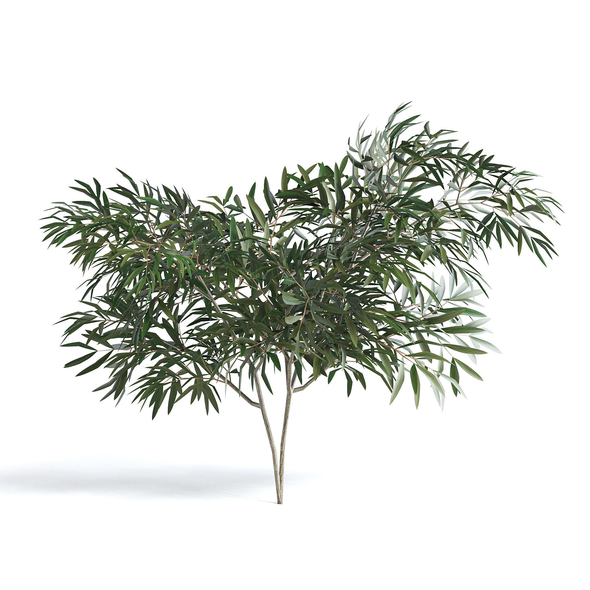 6 Olive Trees 3D model_16
