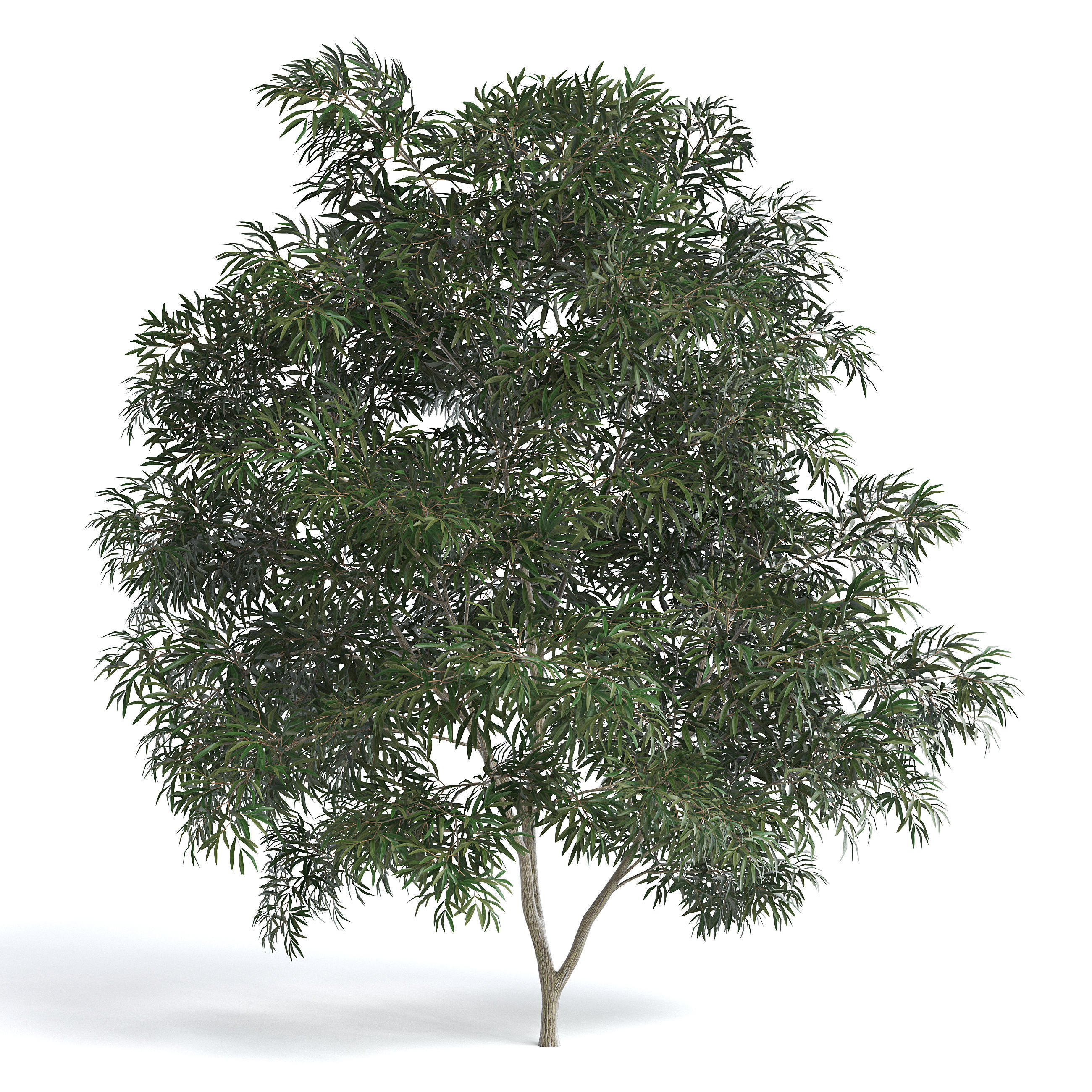 6 Olive Trees 3D model_4