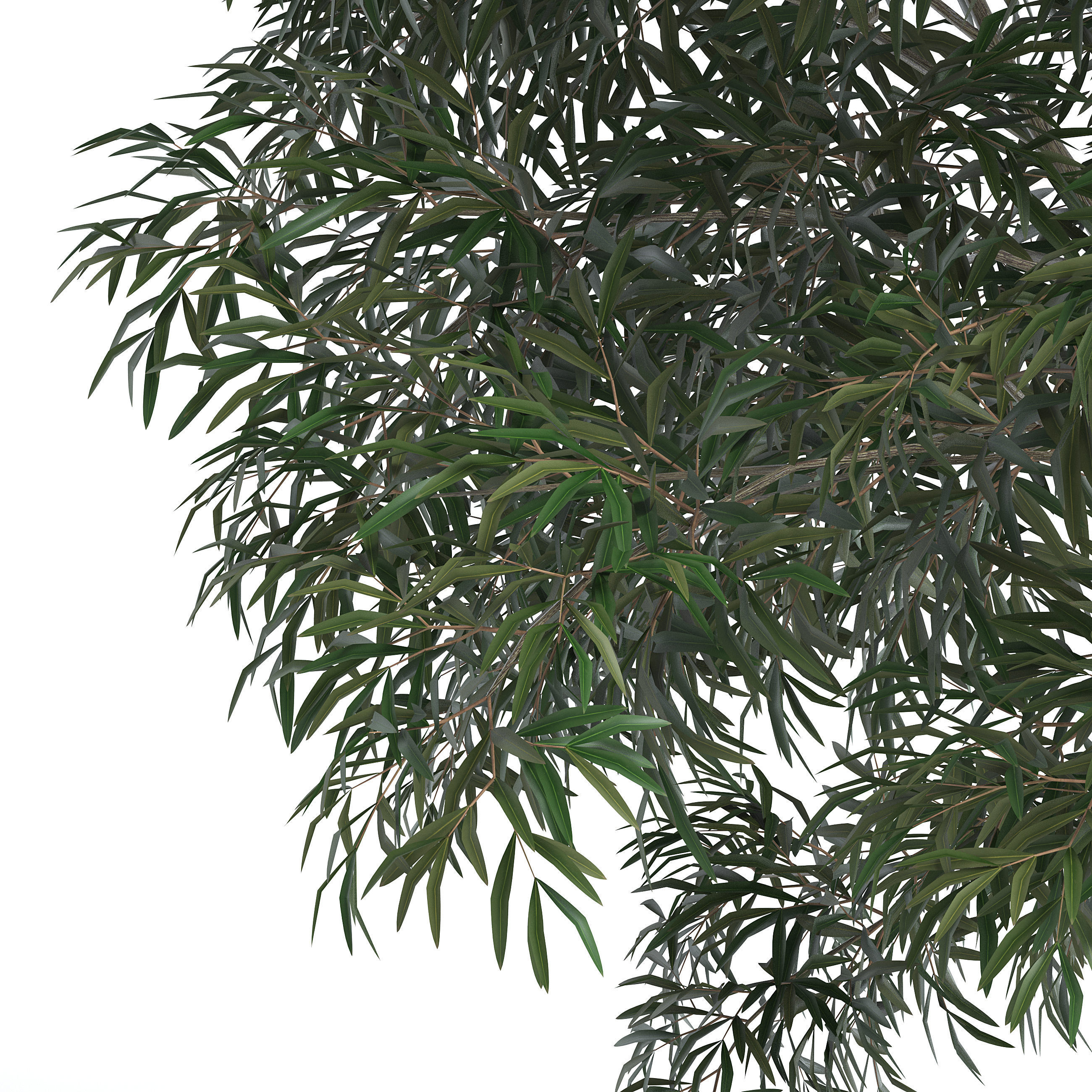 6 Olive Trees 3D model_6
