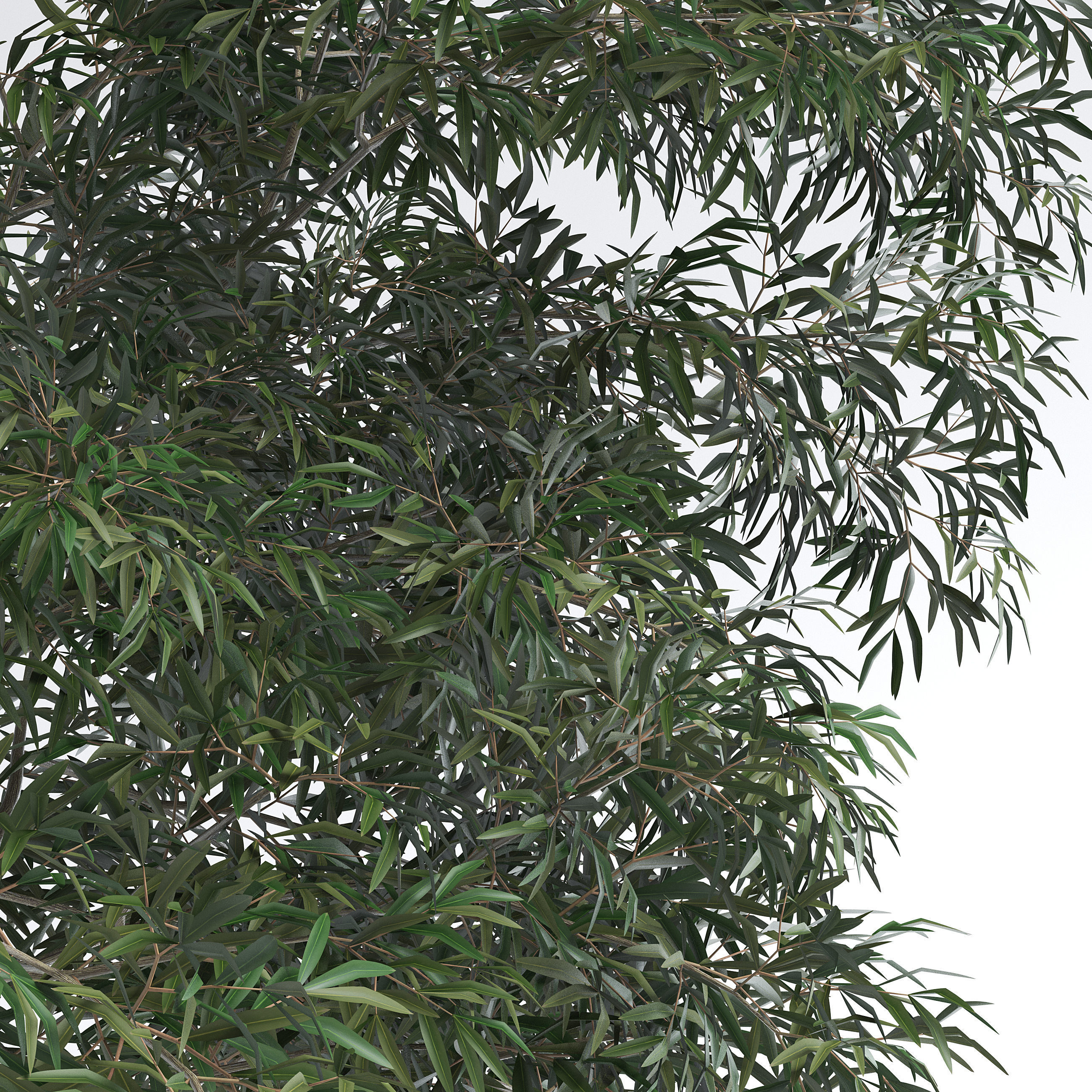 6 Olive Trees 3D model_3