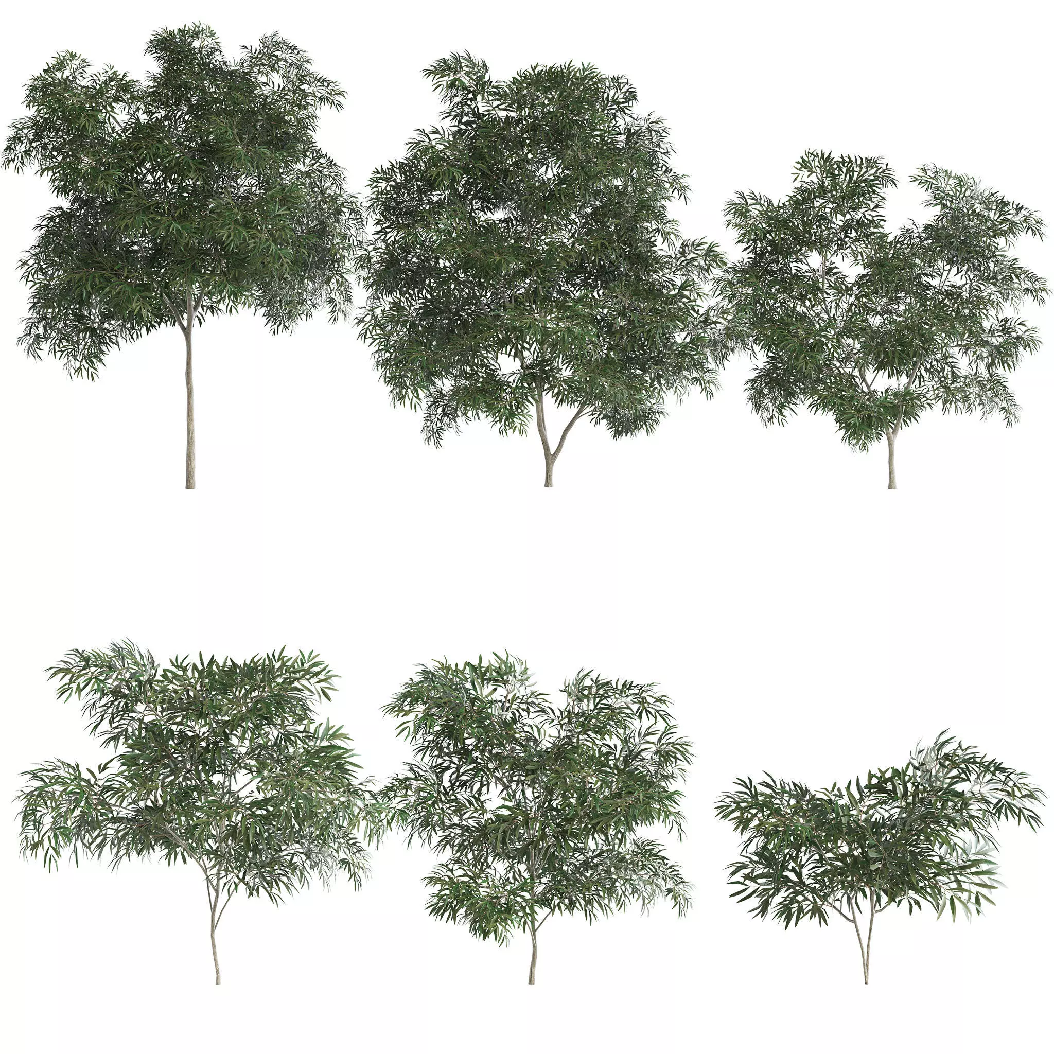6 Olive Trees 3D model_0