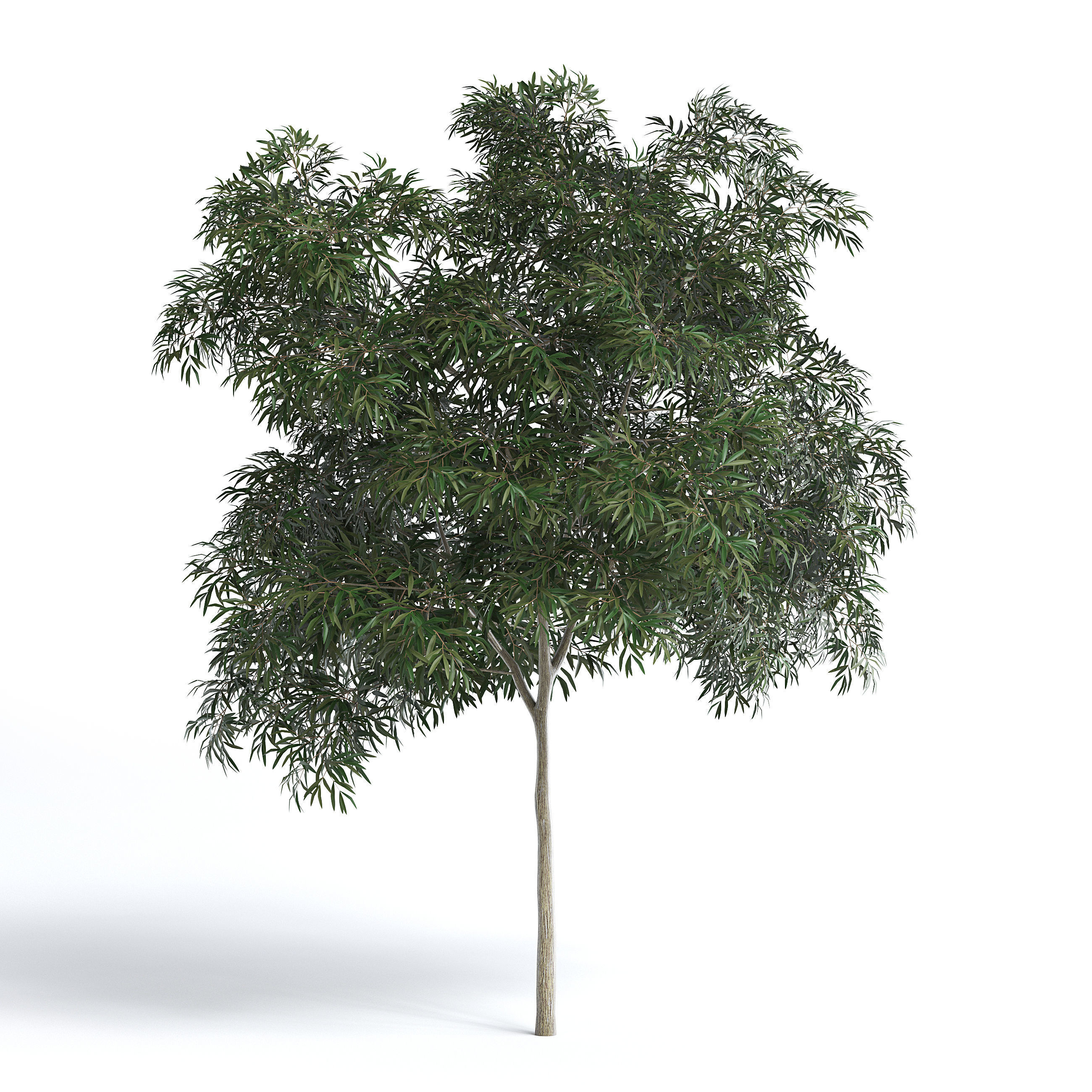 6 Olive Trees 3D model_1