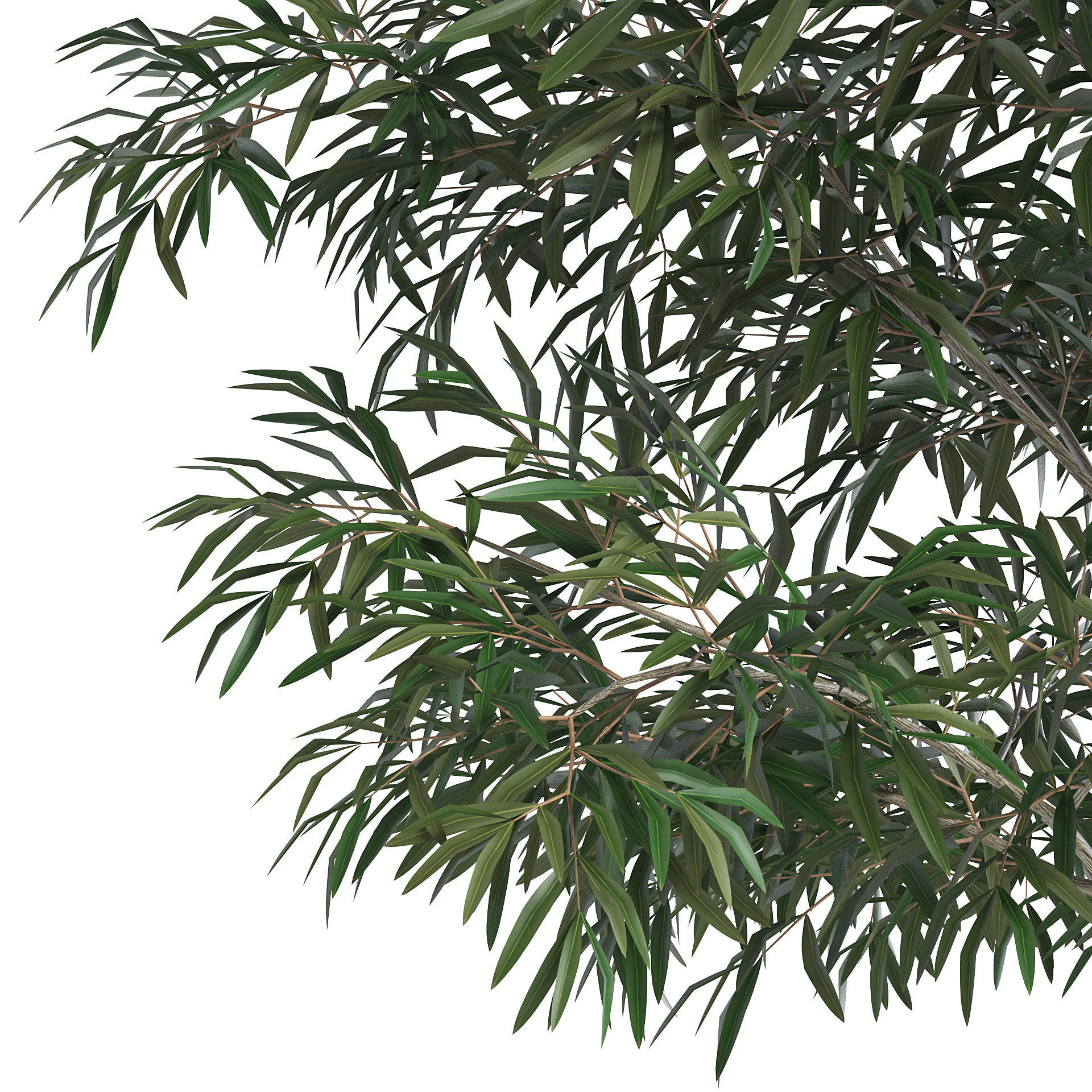6 Olive Trees 3D model_15