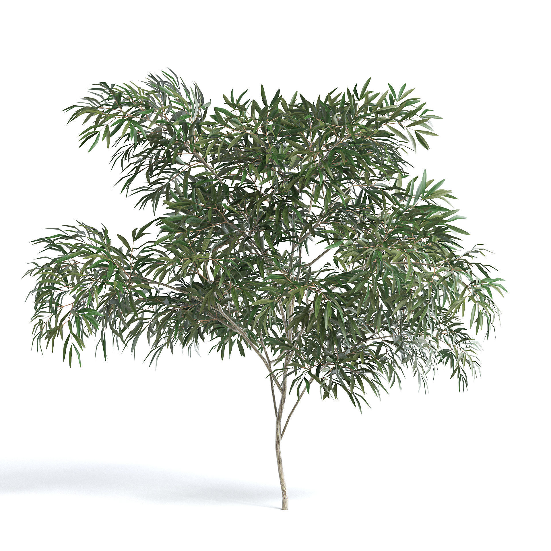 6 Olive Trees 3D model_10