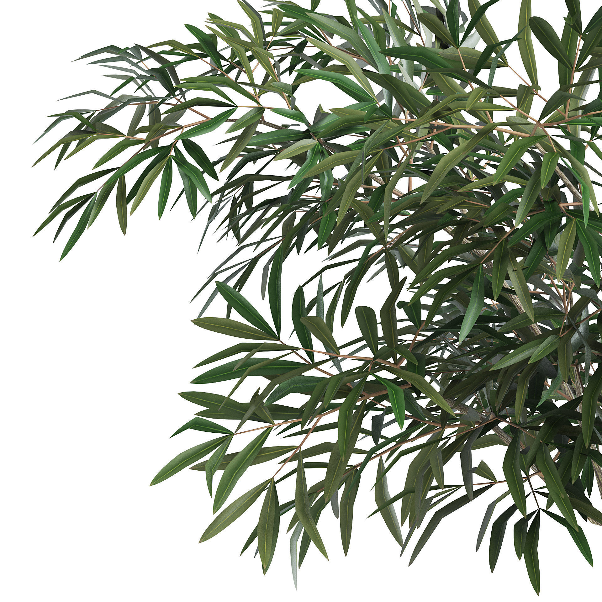 6 Olive Trees 3D model_18