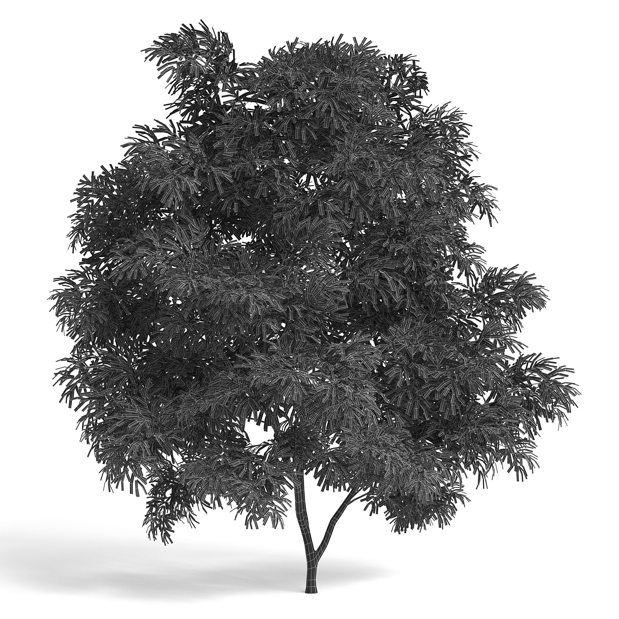 6 Olive Trees 3D model_5